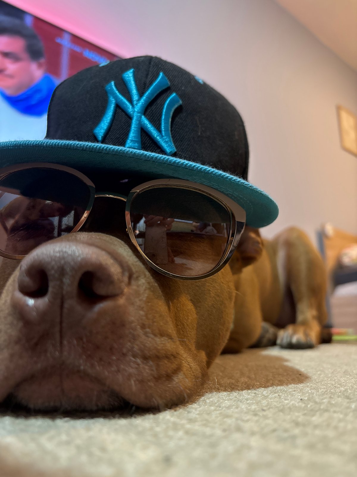 Dog in sunglasses and NY cap spotted in Sofia