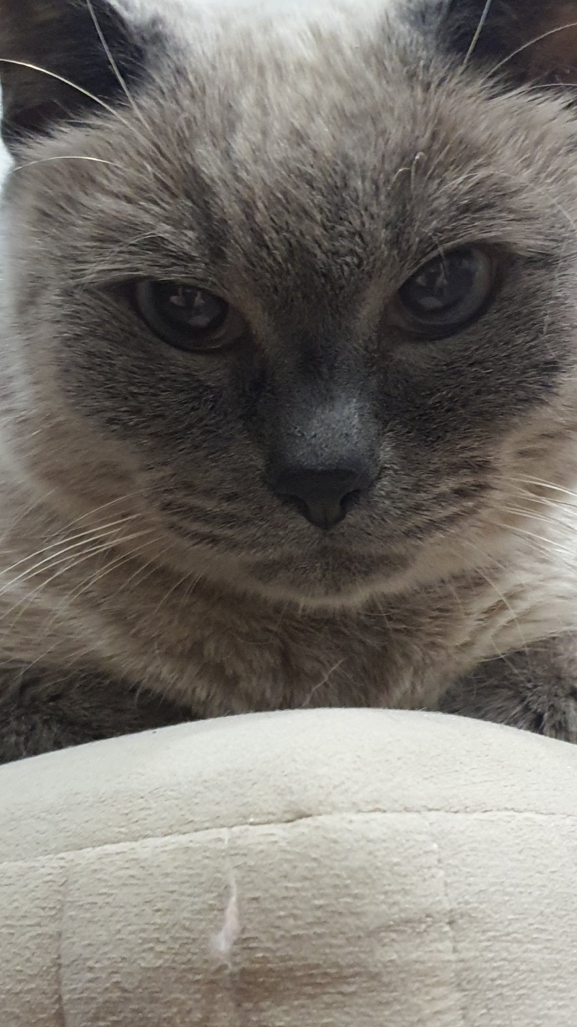 Siamese-mix cat lounging and roaming around a Krasnoyarsk apartment