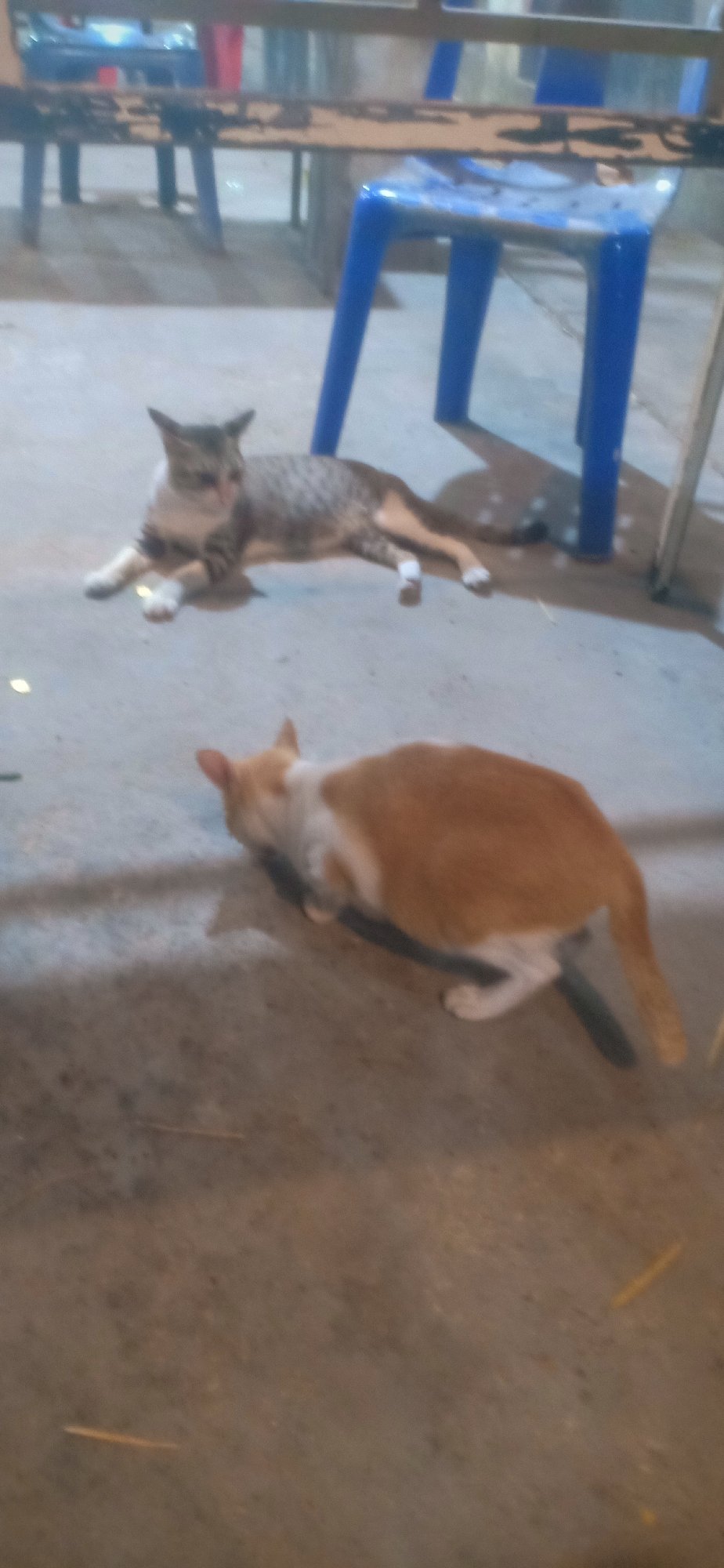 Weekend moments captured in Lhokseumawe: cats and social posts