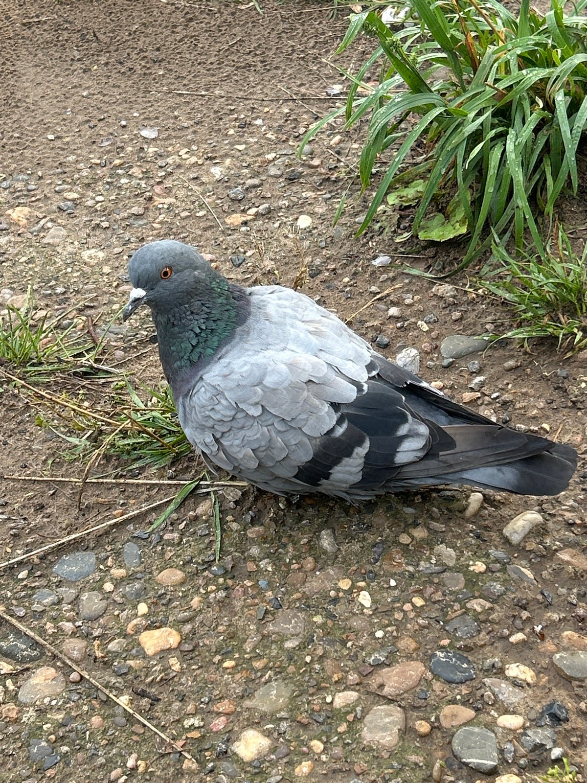 Rainy afternoon in Chaikovsky: bikes, pigeons, and wet streets