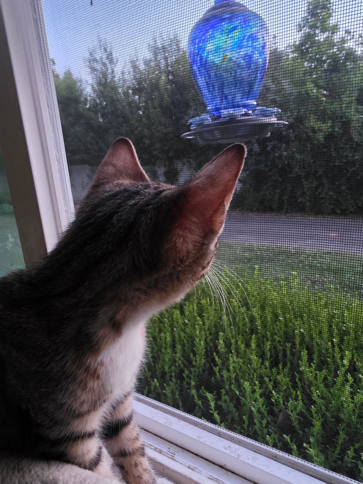 Cat by the window, a jeweled lamp, and a blurry outside view