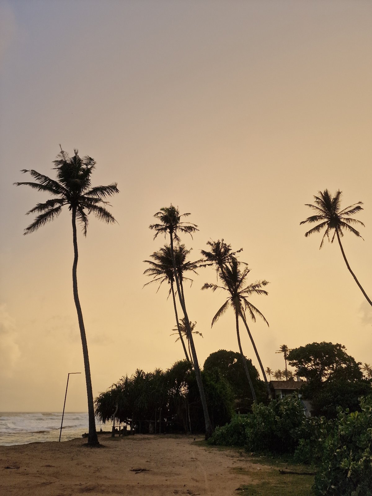 Coastal scenes and livestock captured in Midigama, Sri Lanka