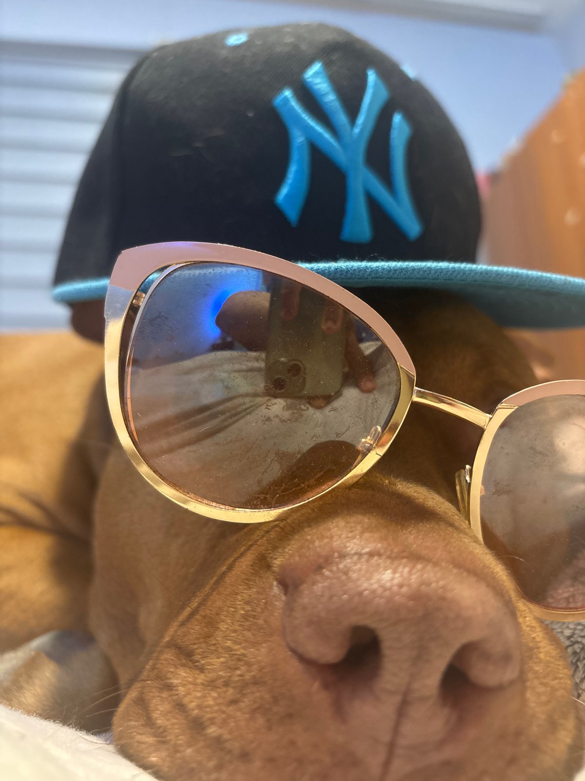 Dog and stuffed monkey with sunglasses captured in Sofia
