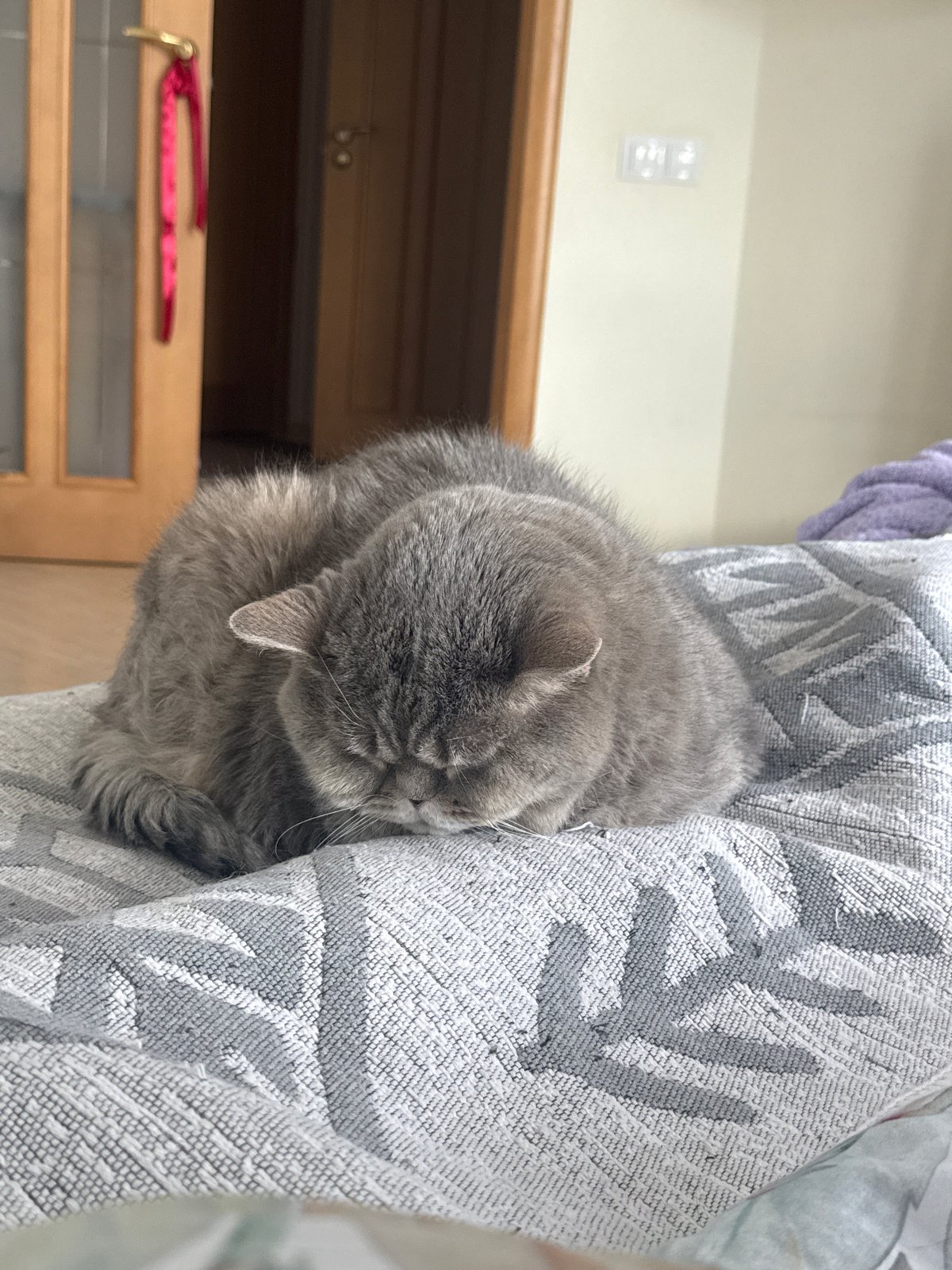 Gray cat naps on fabric in Saint Petersburg apartment