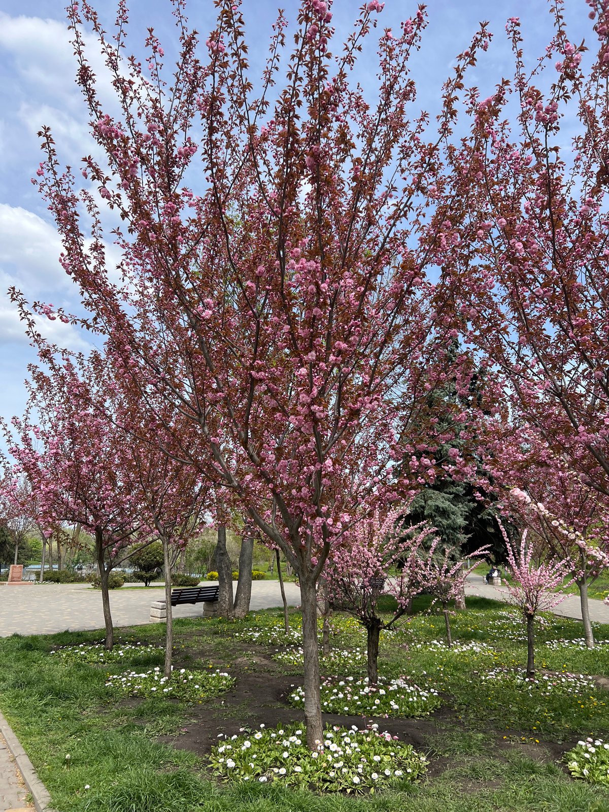 Spring blossoms peak along Odesa avenue amid clear skies