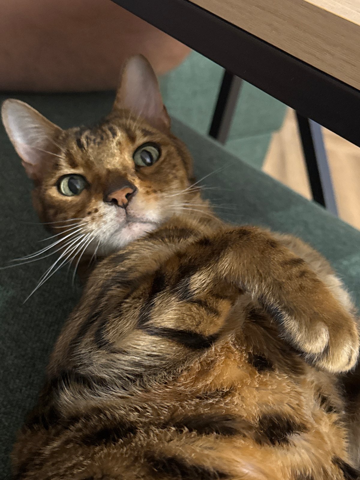 Bengal Cat Spends Evening Indoors with Owner, Food Preparation
