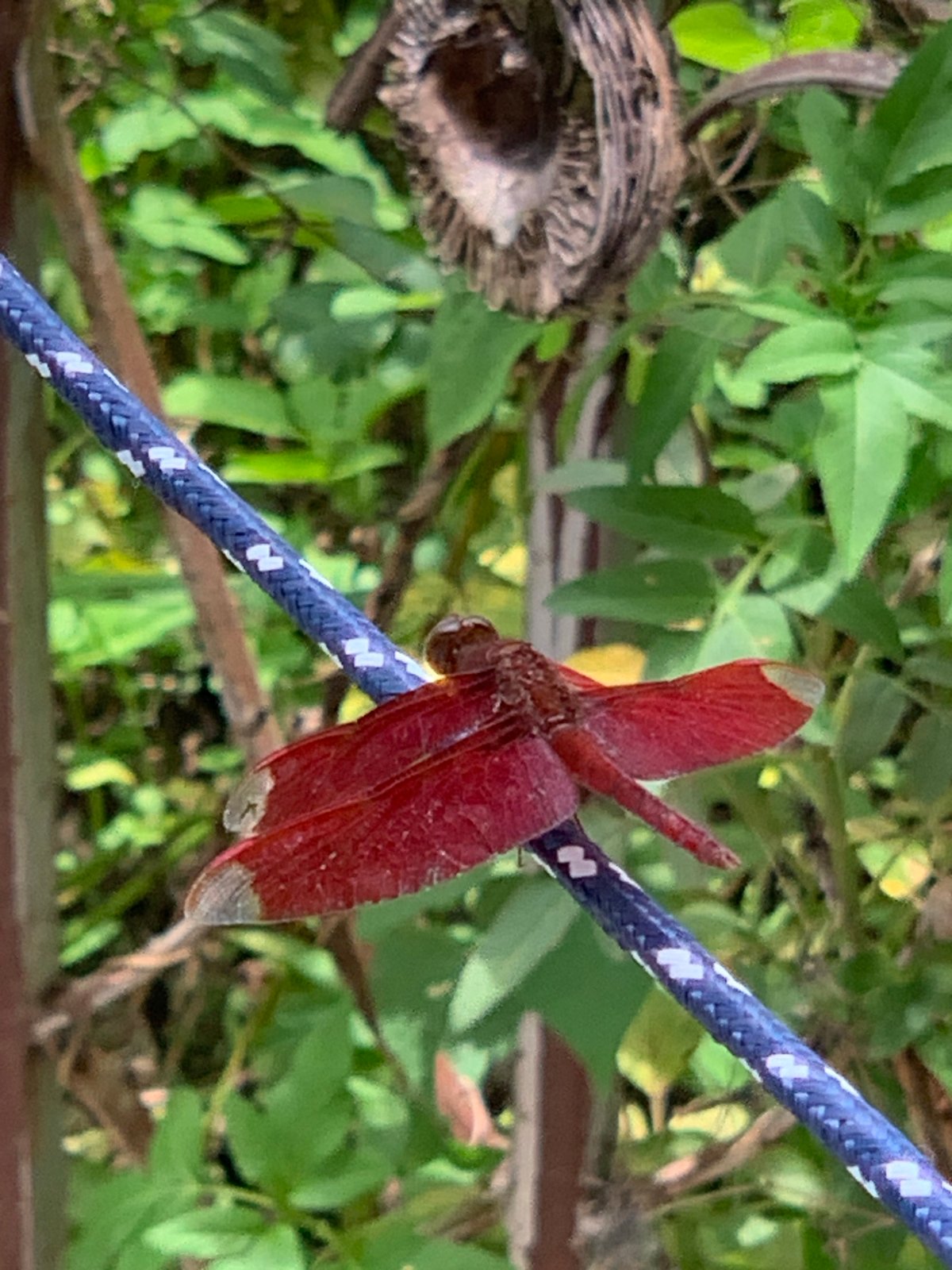 Red dragonfly spotted on clothesline in Thai village