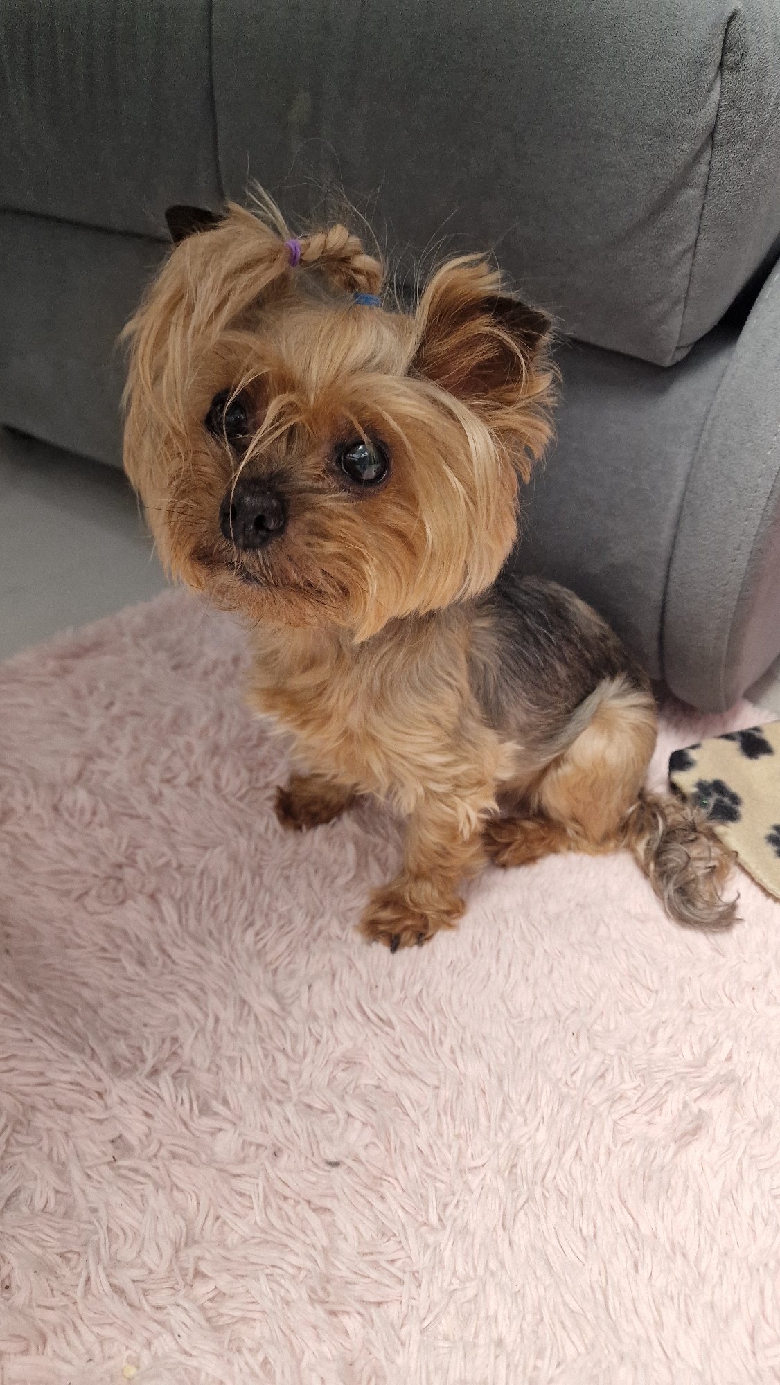 Yorkshire Terrier with pigtails photographed at home in Balashikha