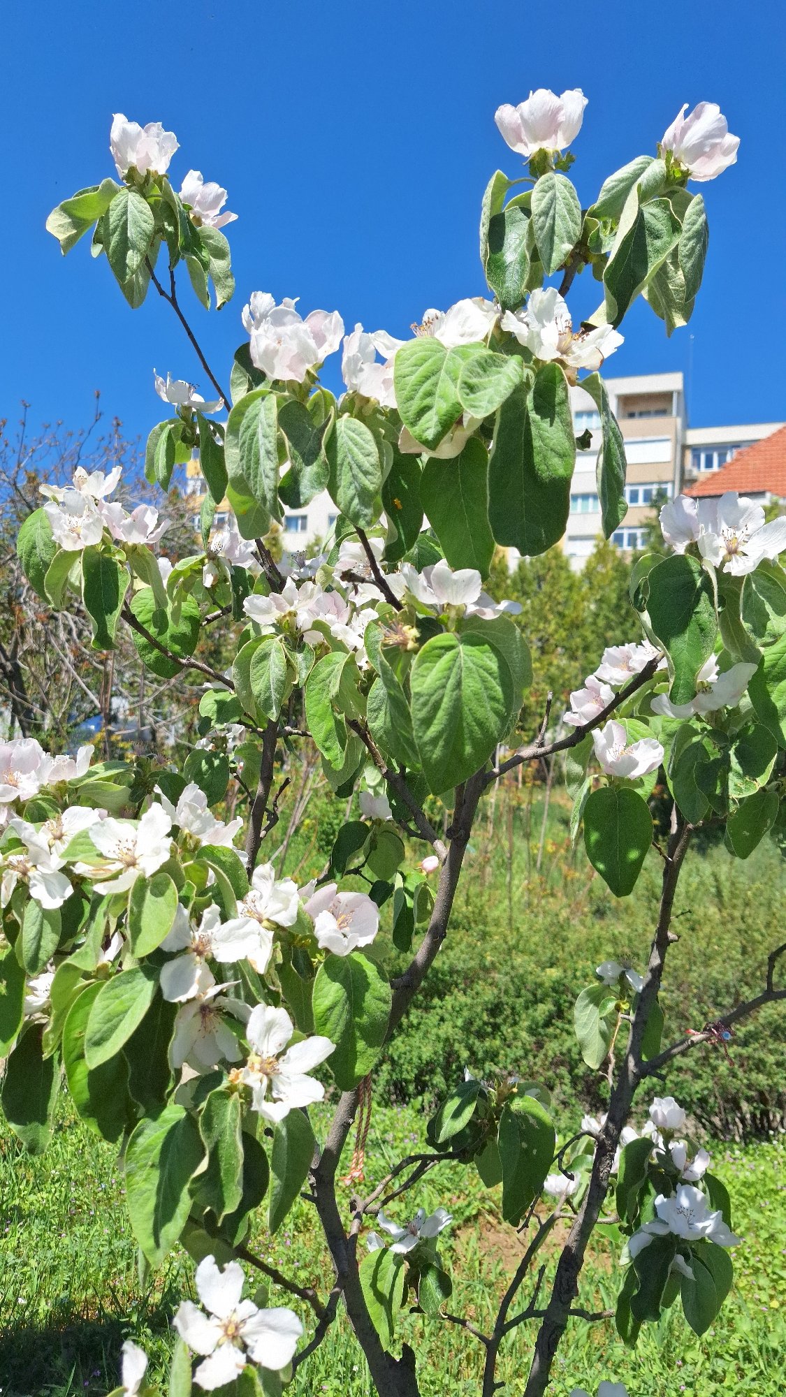 Spring morning documented in Blagoevgrad, Bulgaria streets and neighborhoods