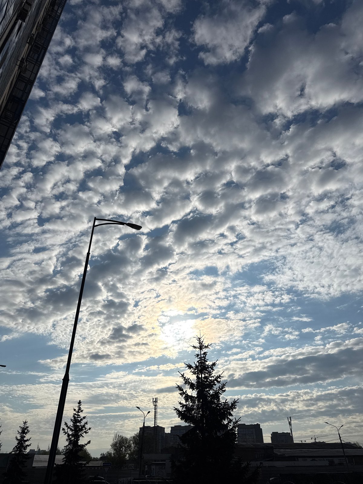 Corgi walked under cloudy skies in Krasnoyarsk