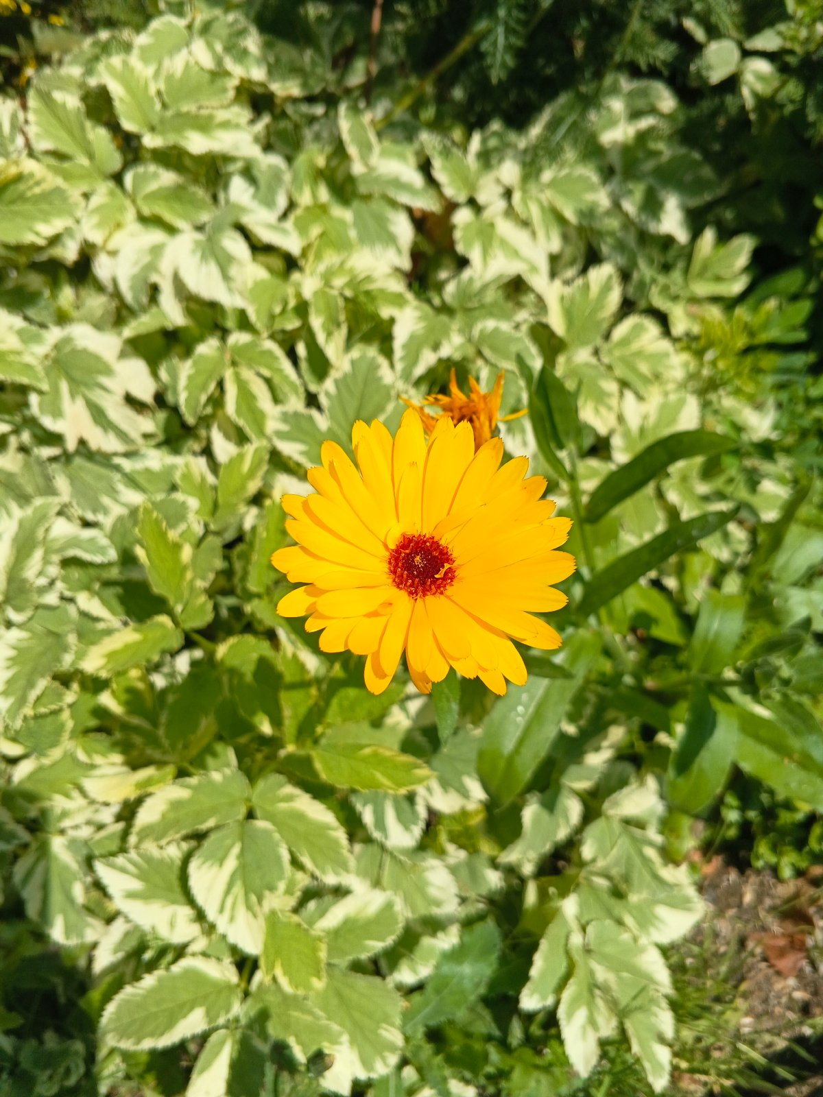 Backyard summer day: pool time, open-fire cooking, garden flowers