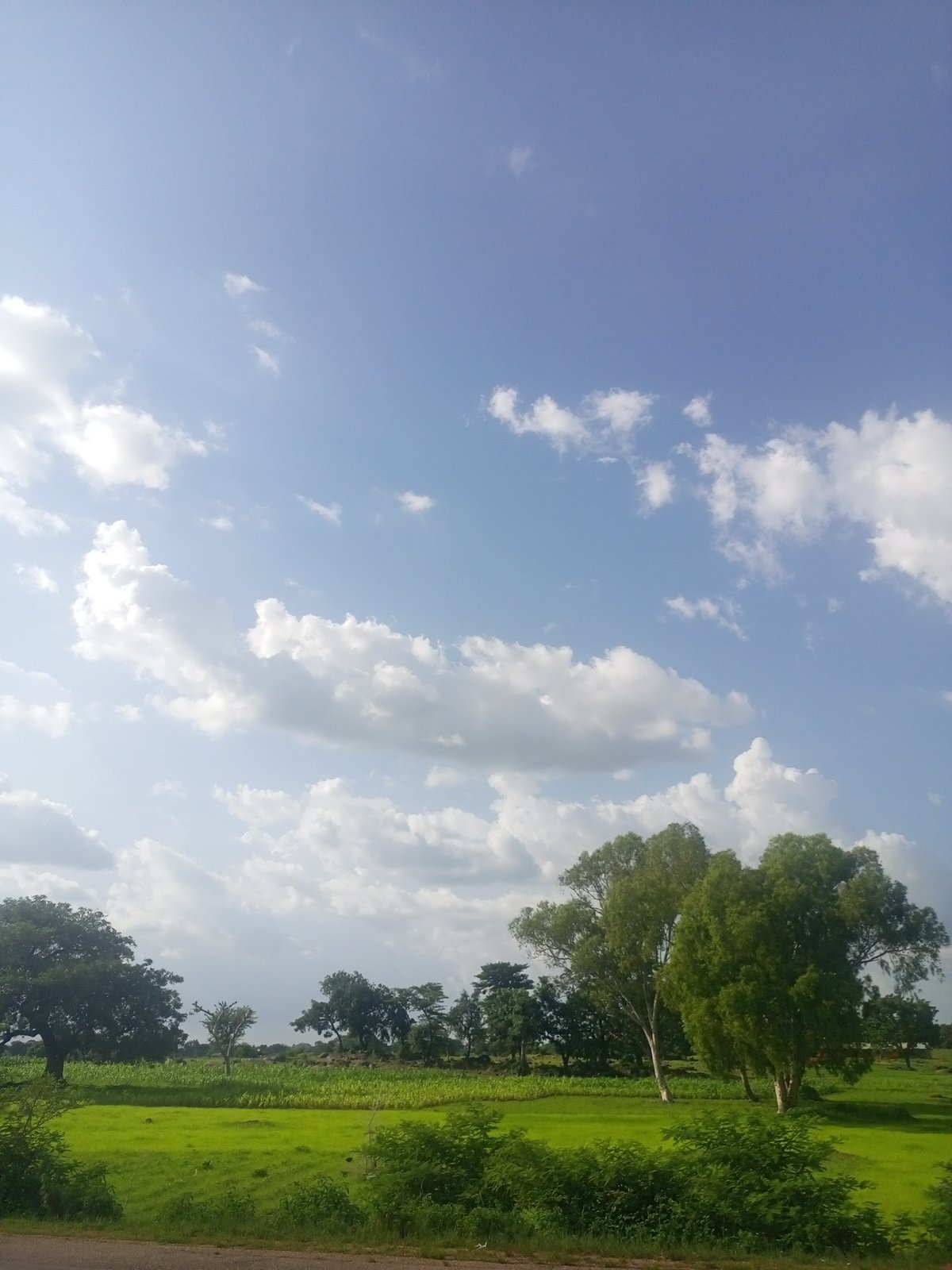 Rural Nigerian landscape: fields, livestock, and dramatic skies