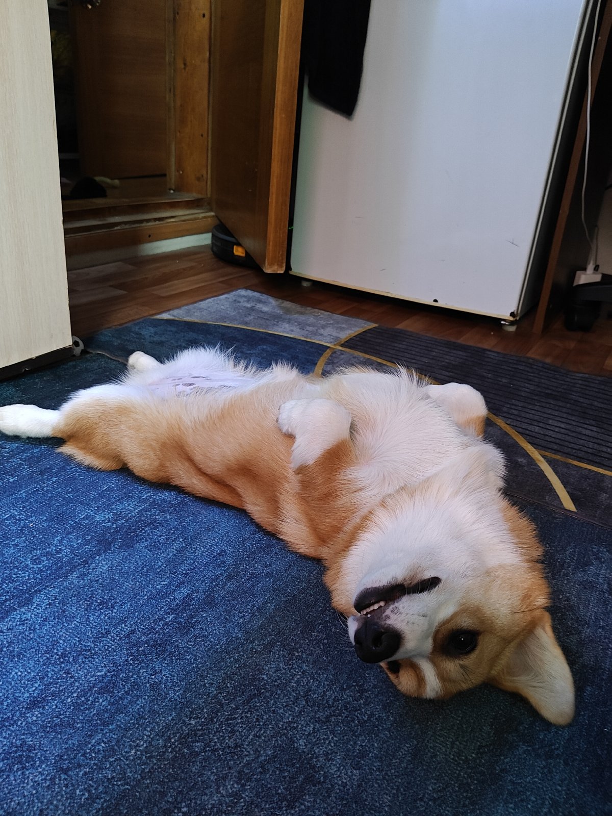 Corgi fully relaxing on a blue carpet in Russia
