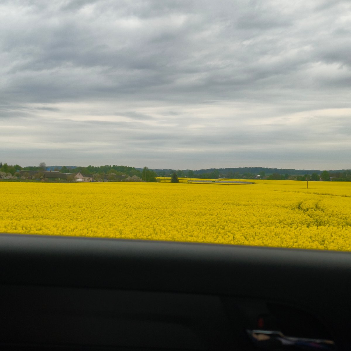 Rapeseed fields bloom across Belarus countryside, witnessed from vehicle