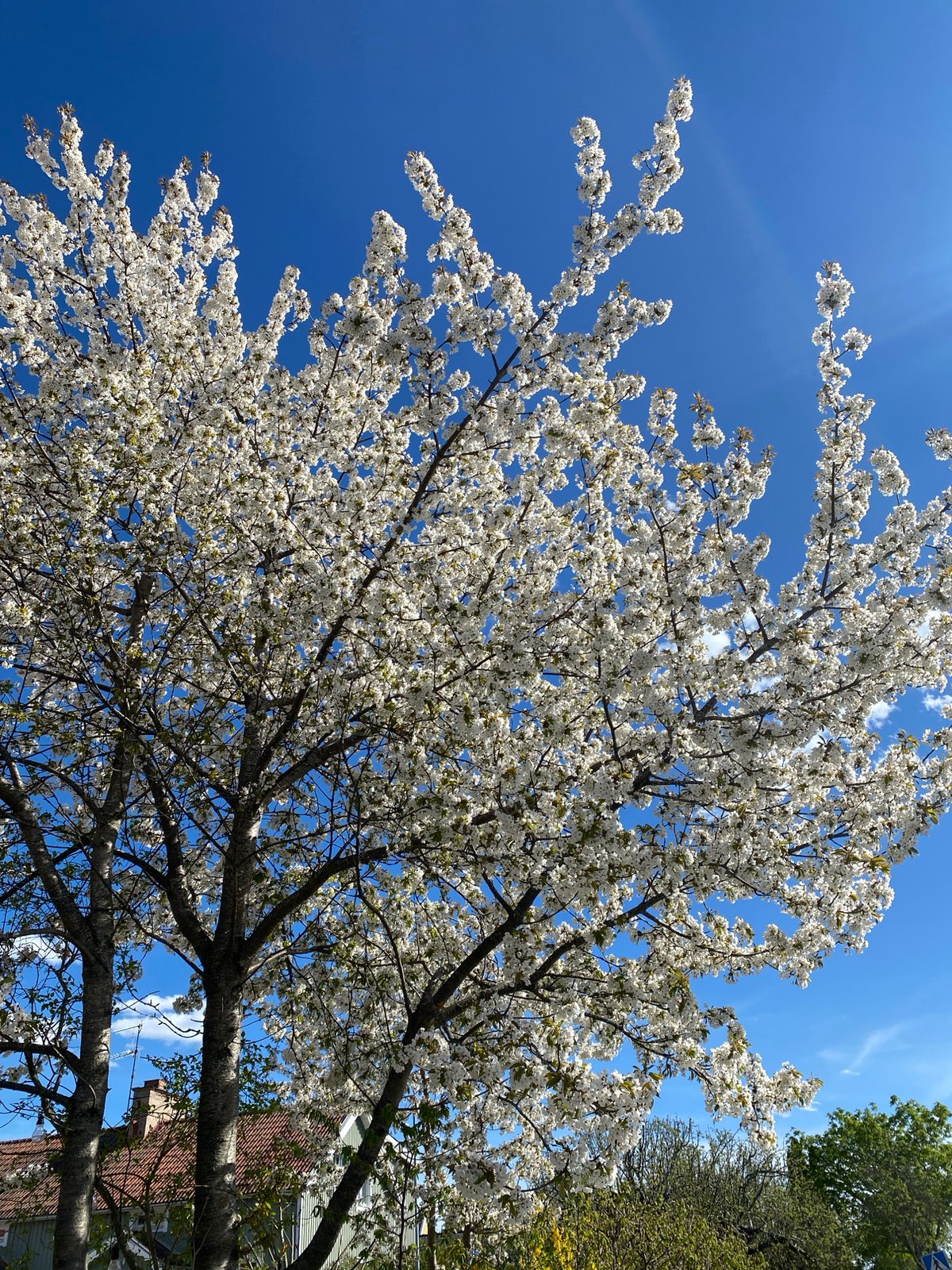 Spring day scenes documented across Uppsala, Sweden