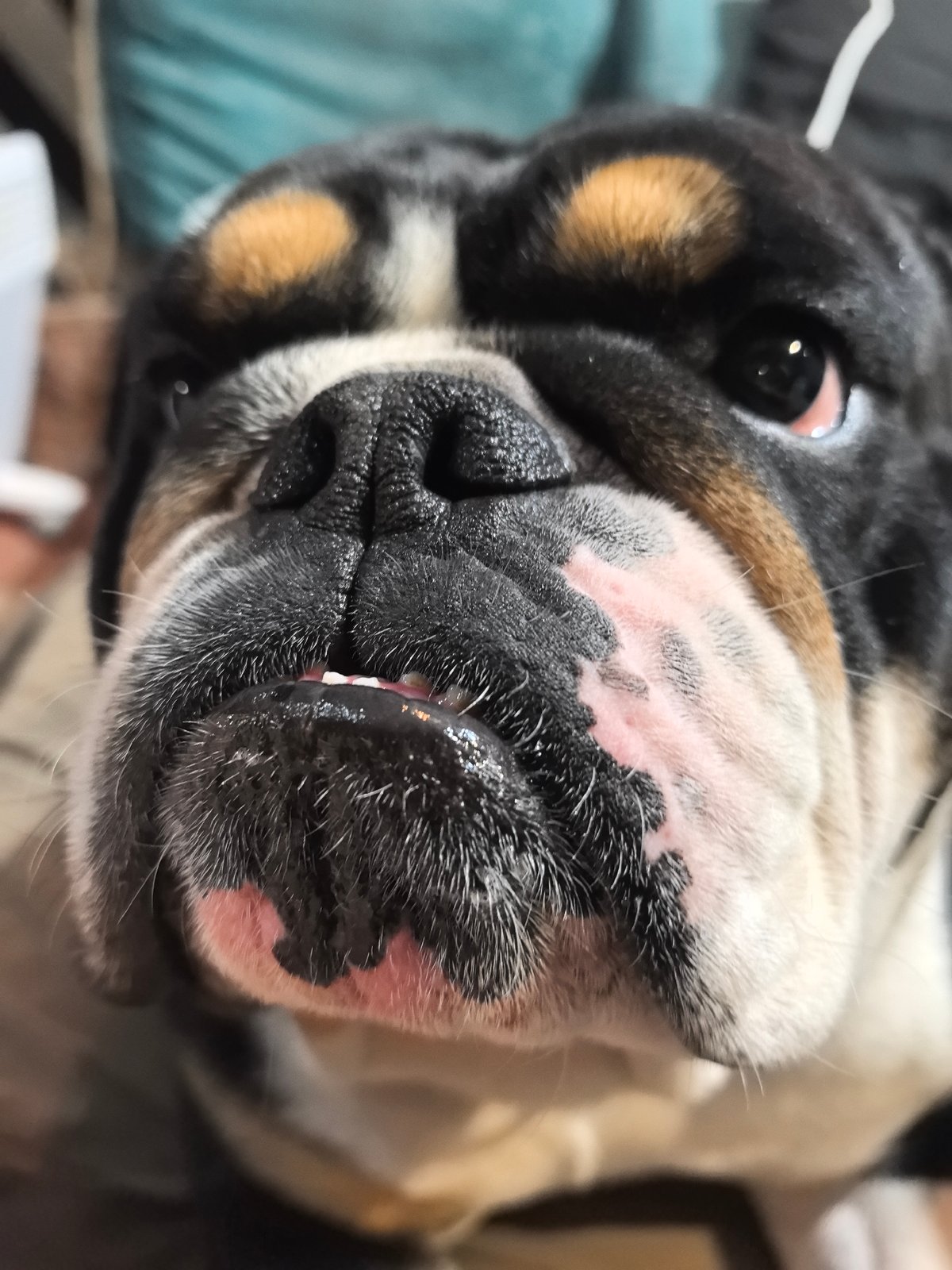 Bulldog and pomegranate photographed in Russian home