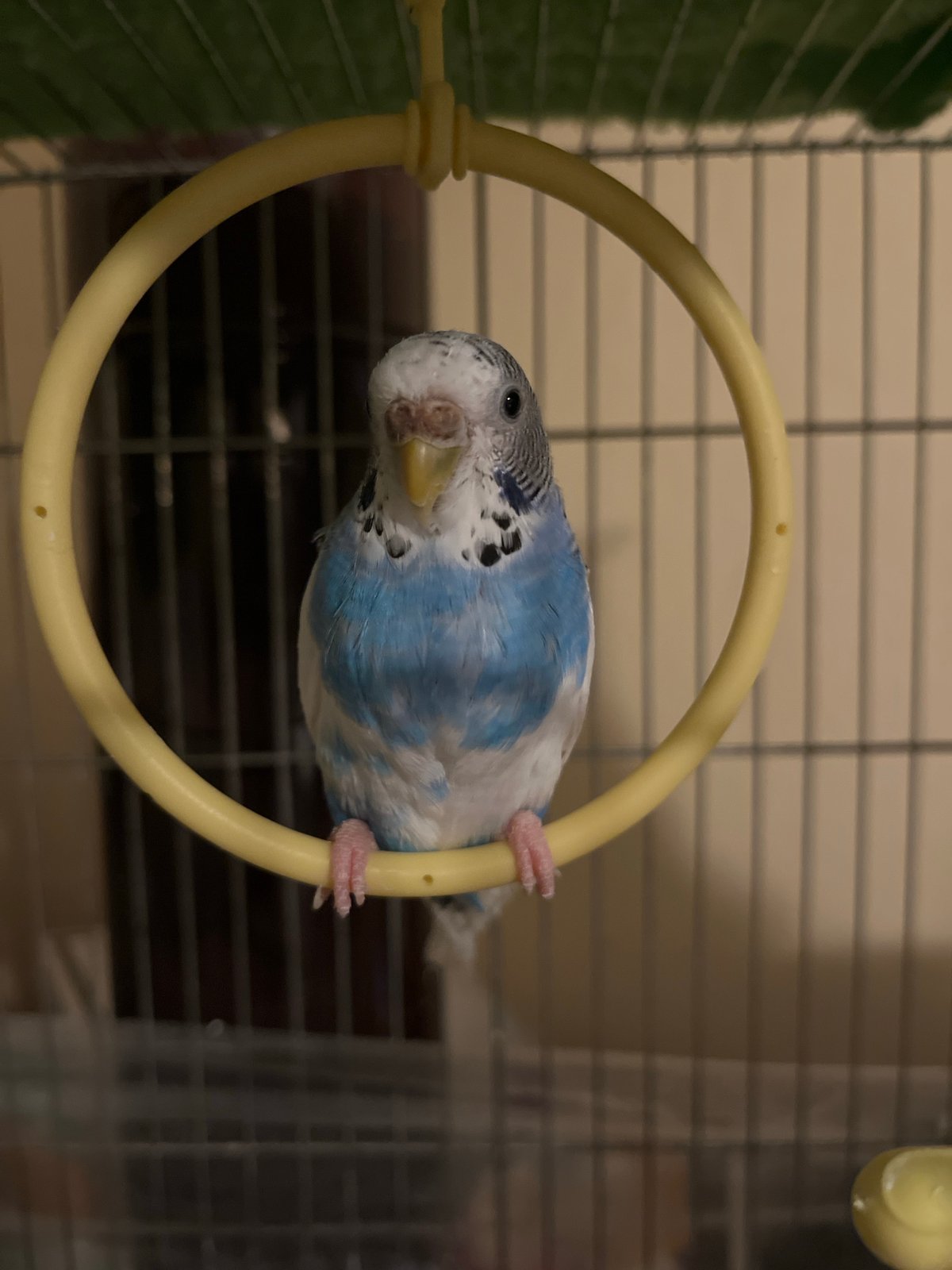 Budgerigars observed in cages during evening in Shumen, Bulgaria