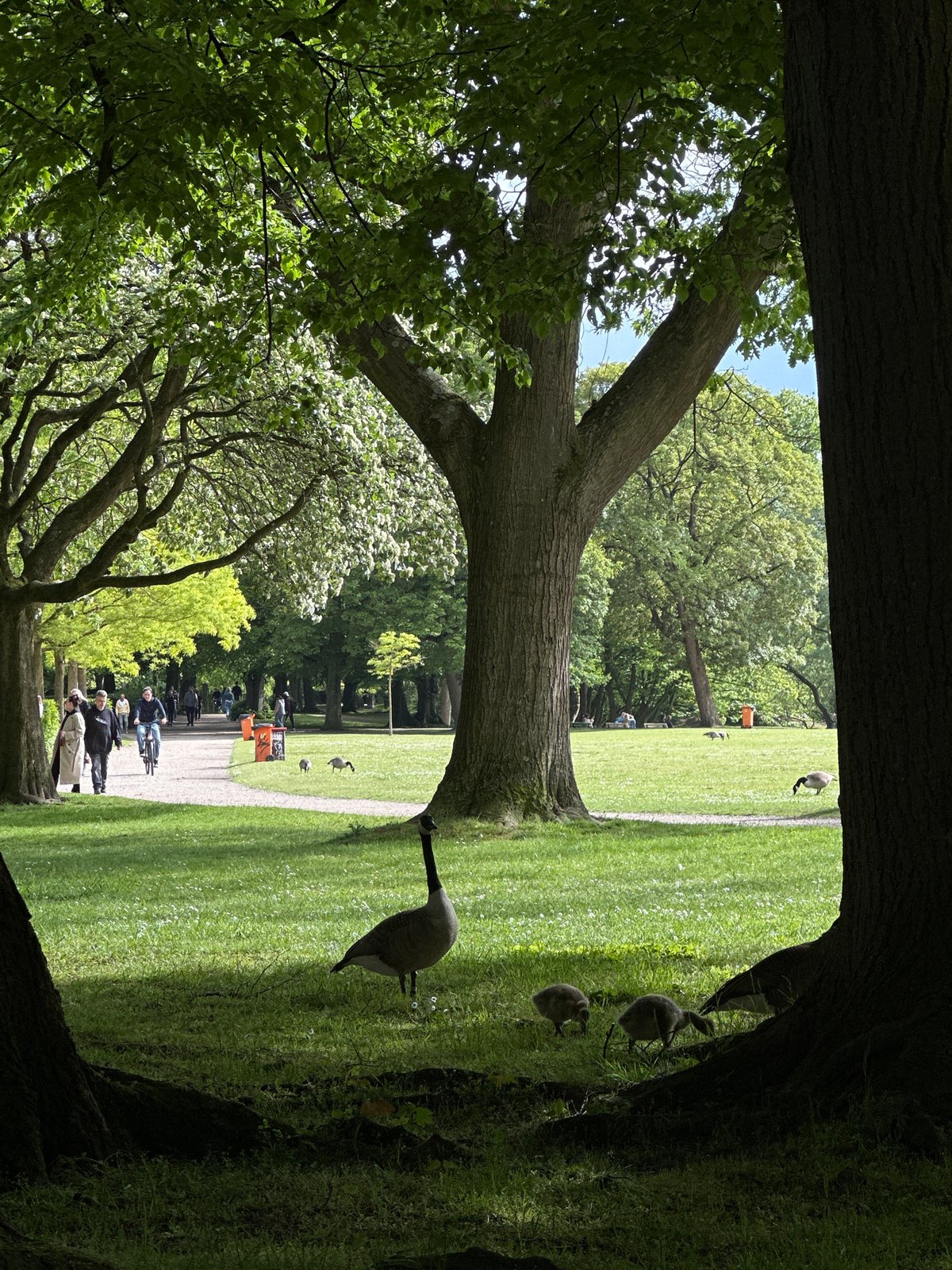 Families enjoy spring afternoon at Kiel park with geese, flowers