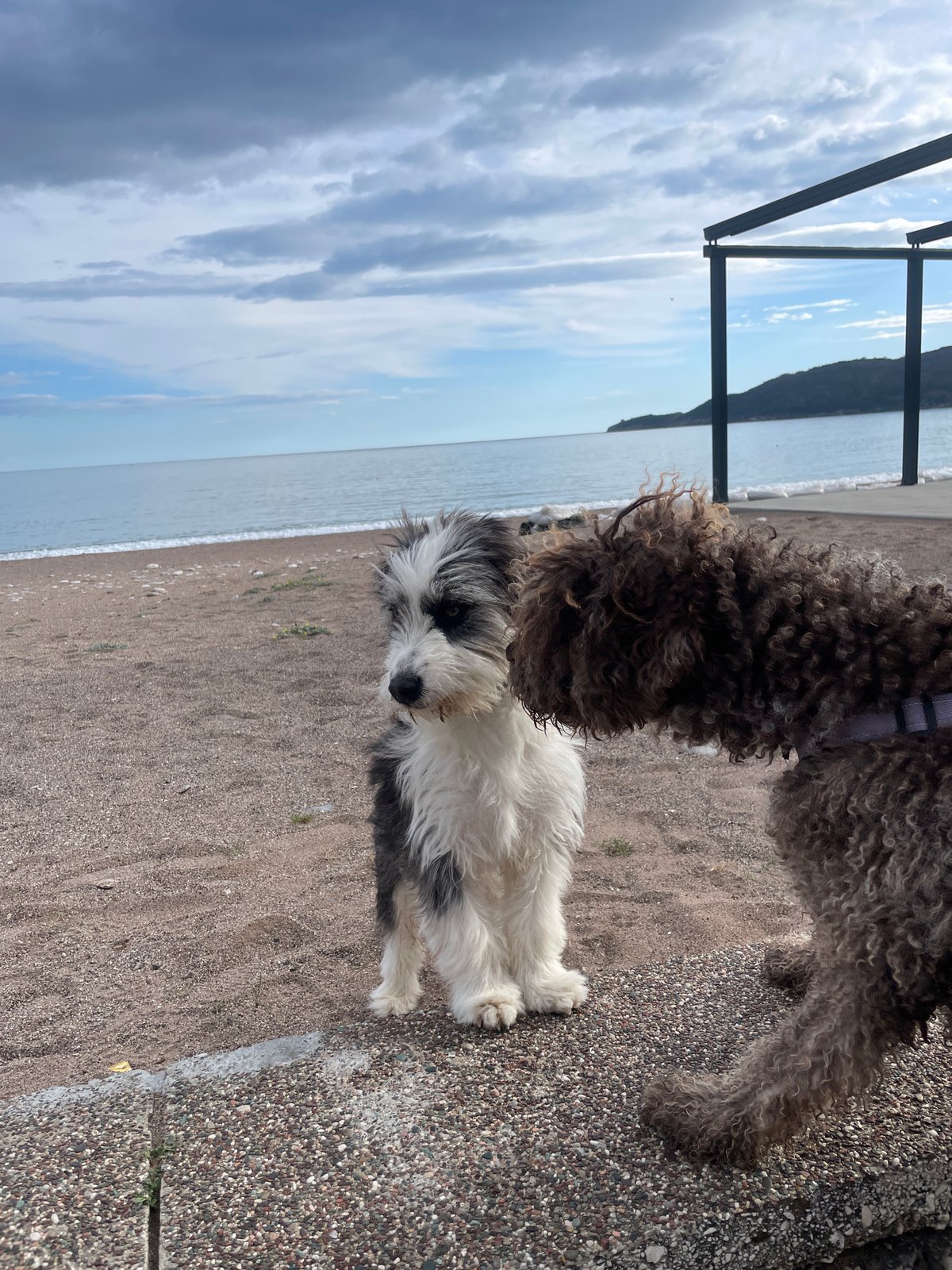 Two dogs spotted on beach in Boreti, Montenegro