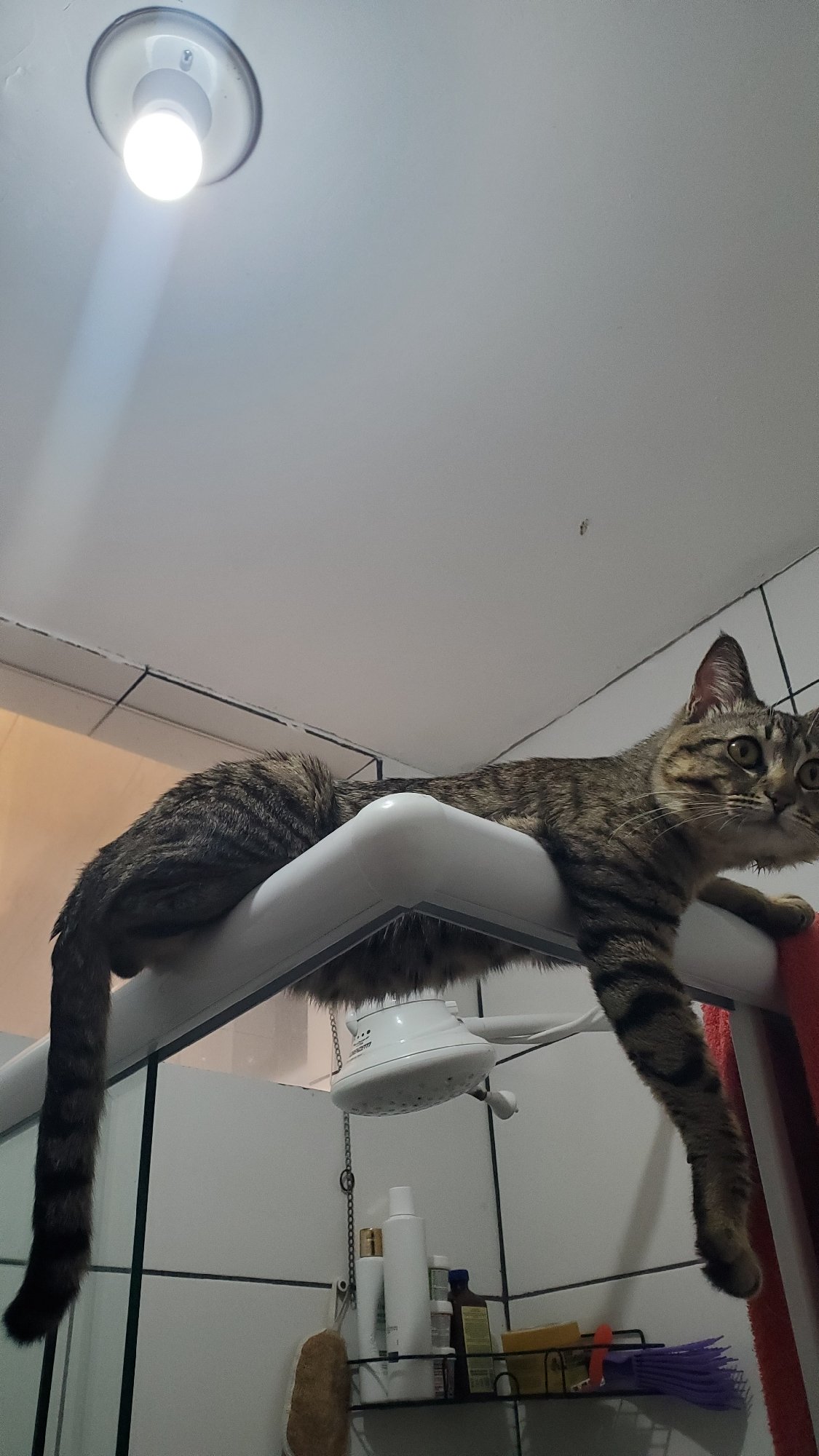 Tabby cat photographed in multiple home locations in Curitiba