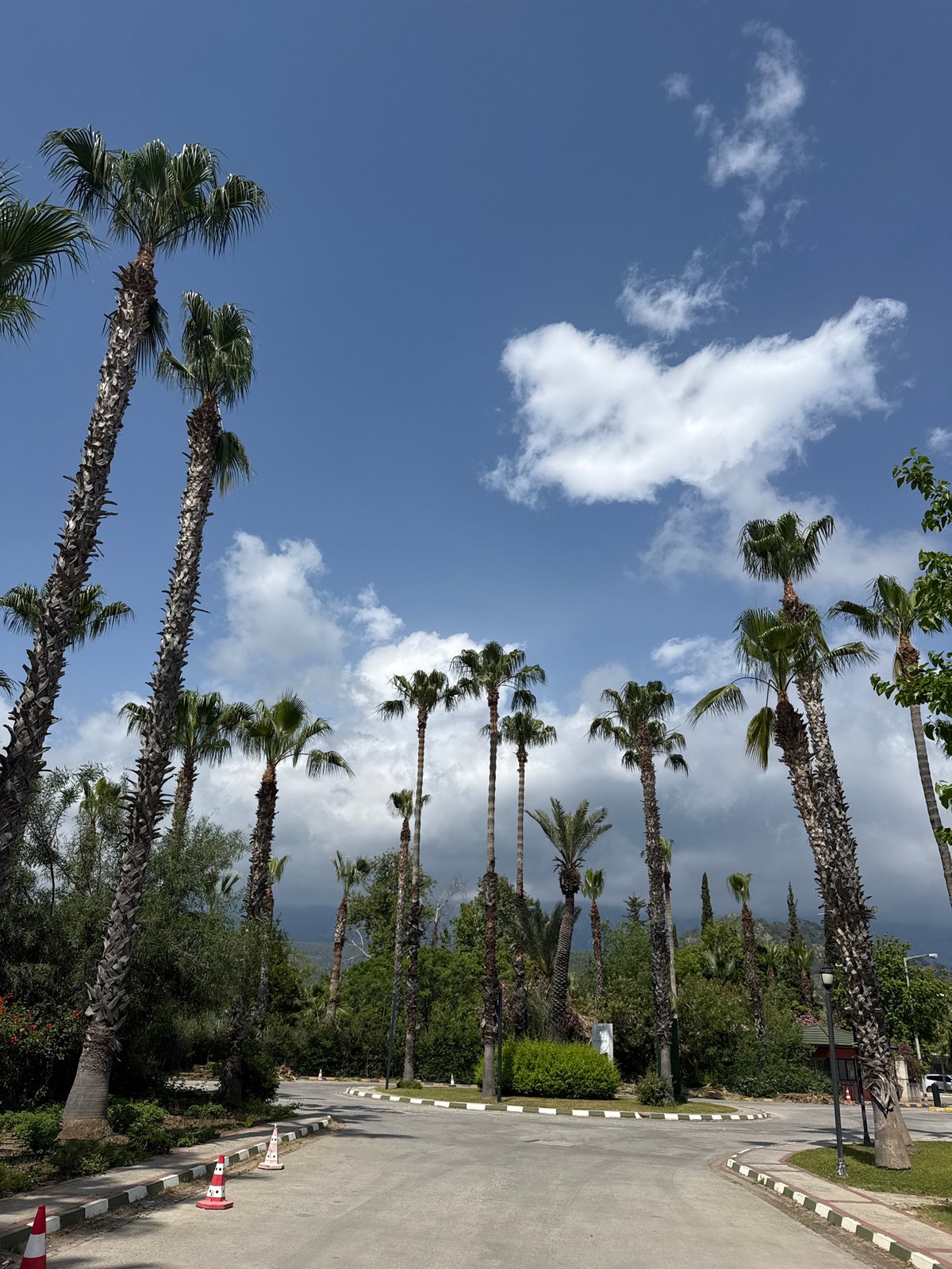 Morning street scenes documented in palm-lined Kemer, Turkey