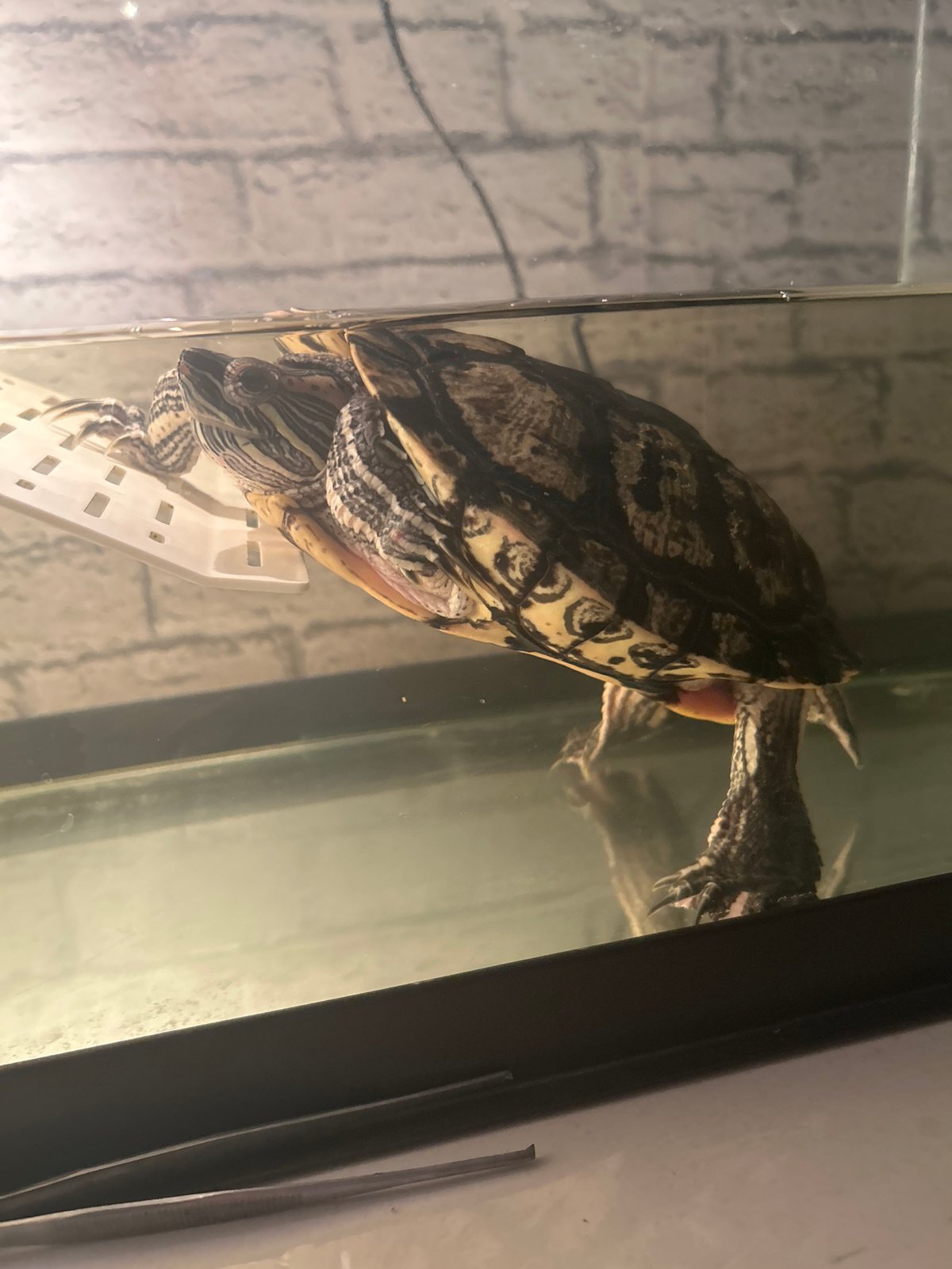 Turtle enclosure and dragon artwork documented in Ufa residence