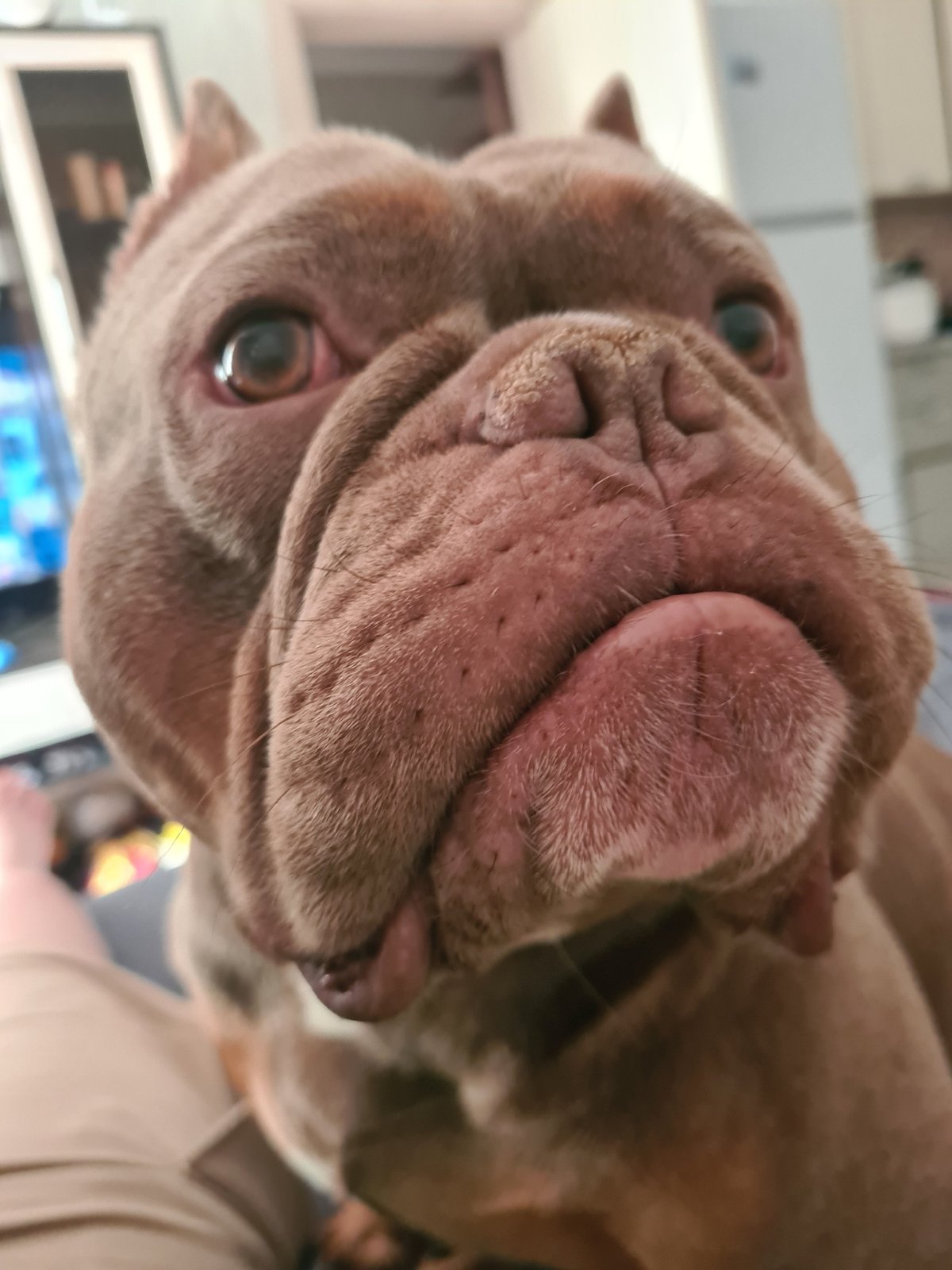 Up close and personal with a wrinkly bulldog-type dog
