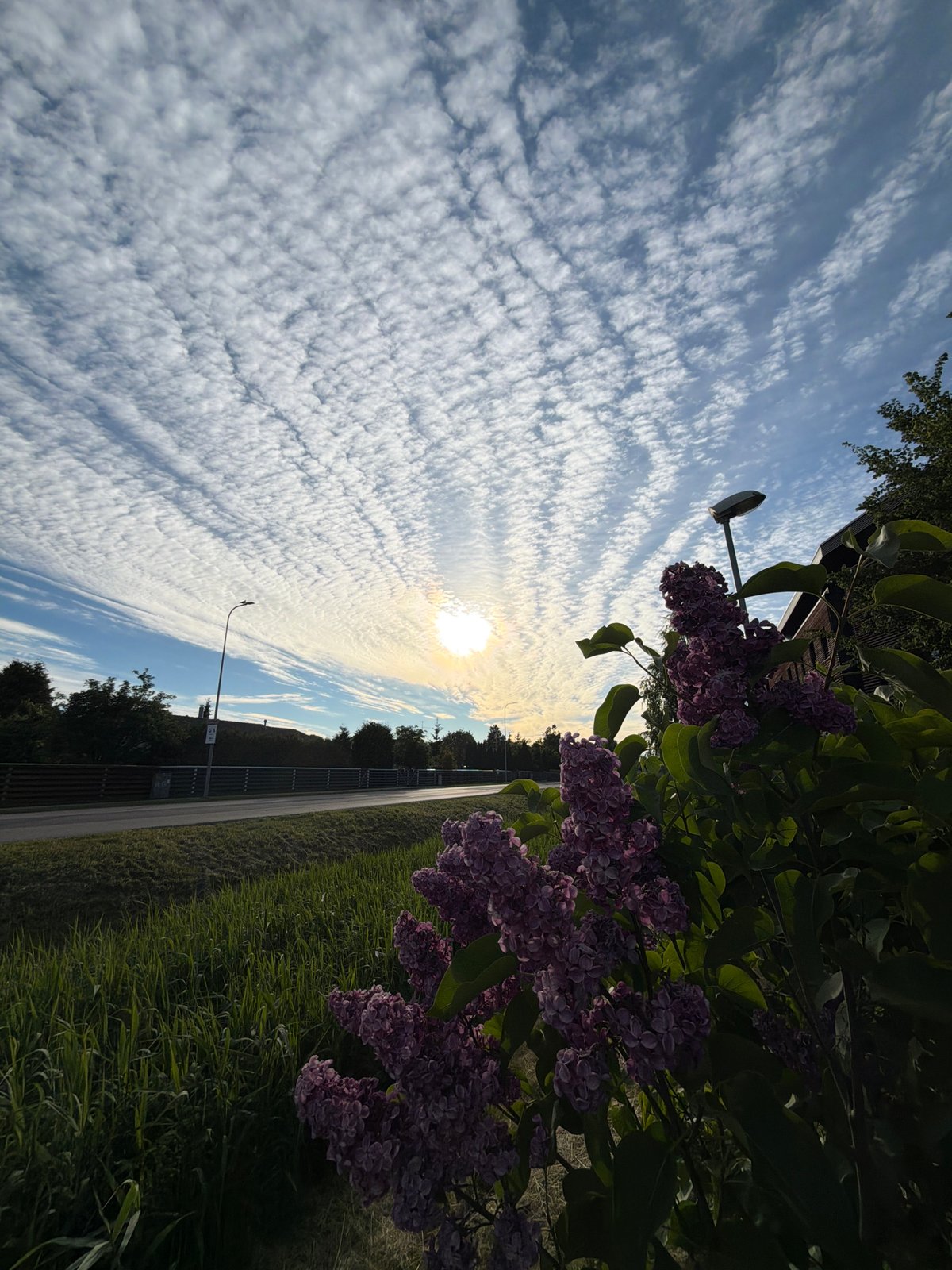 Lilacs and cloud-filled skies along a Tallinn roadside path