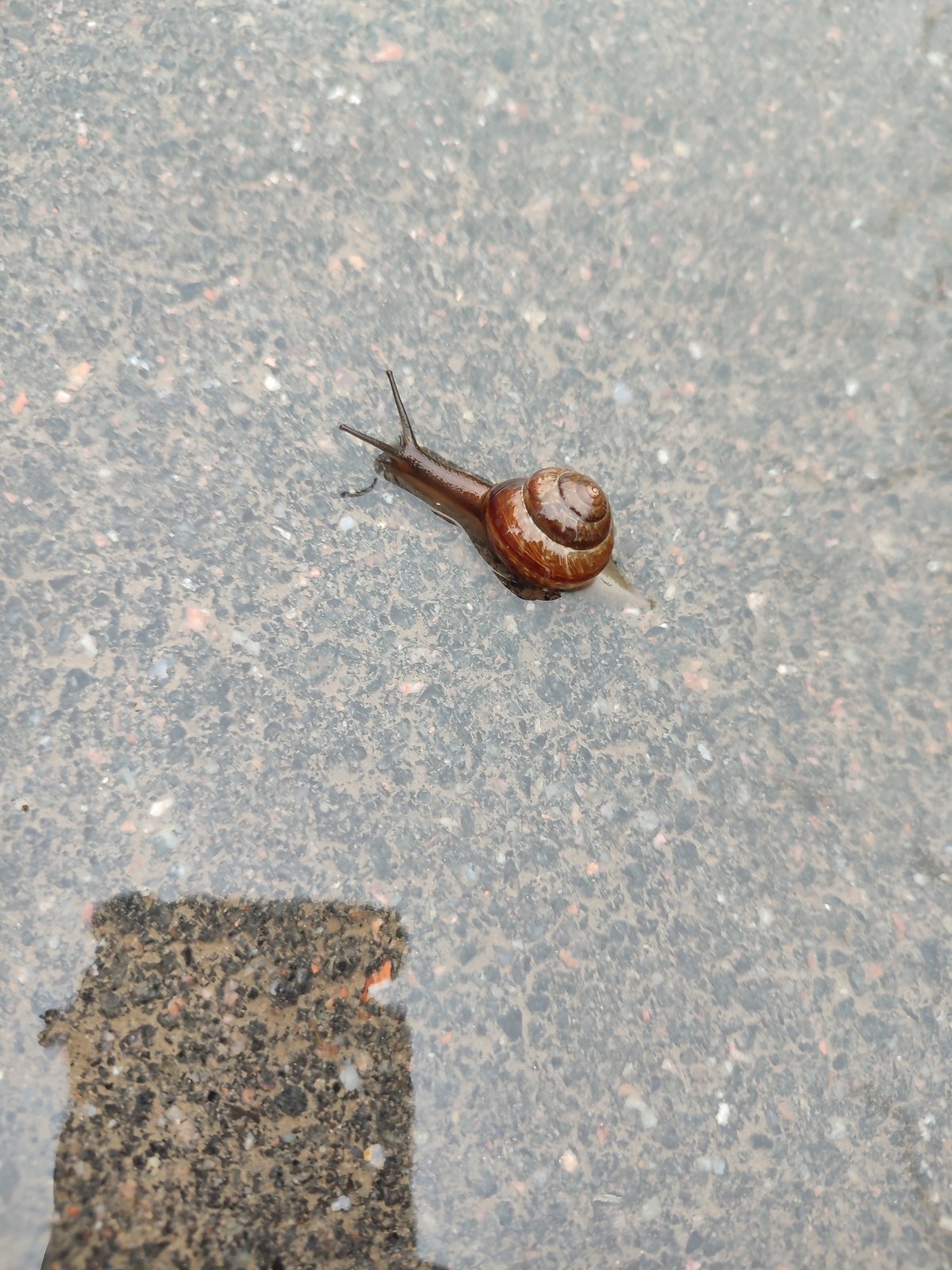 Snail crosses wet asphalt in Murino on a July morning