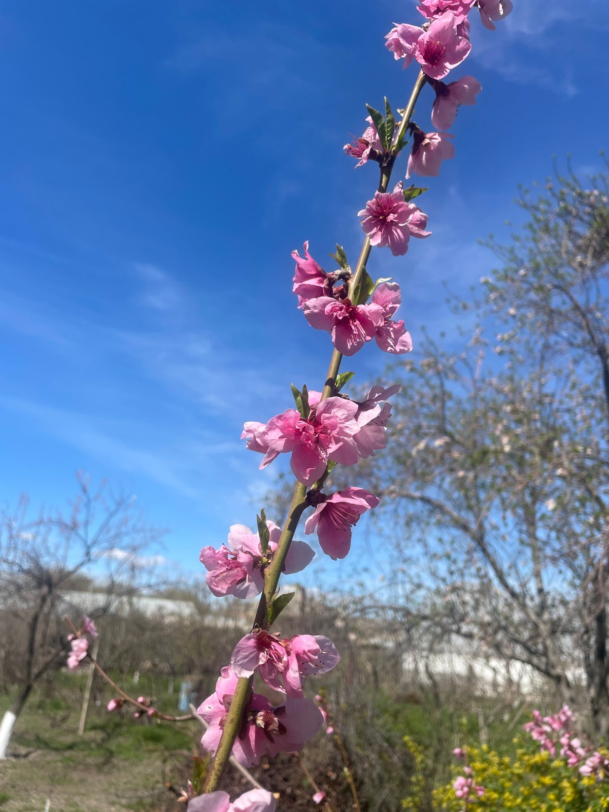 Pink blossoms bloom against blue sky in Armenian spring