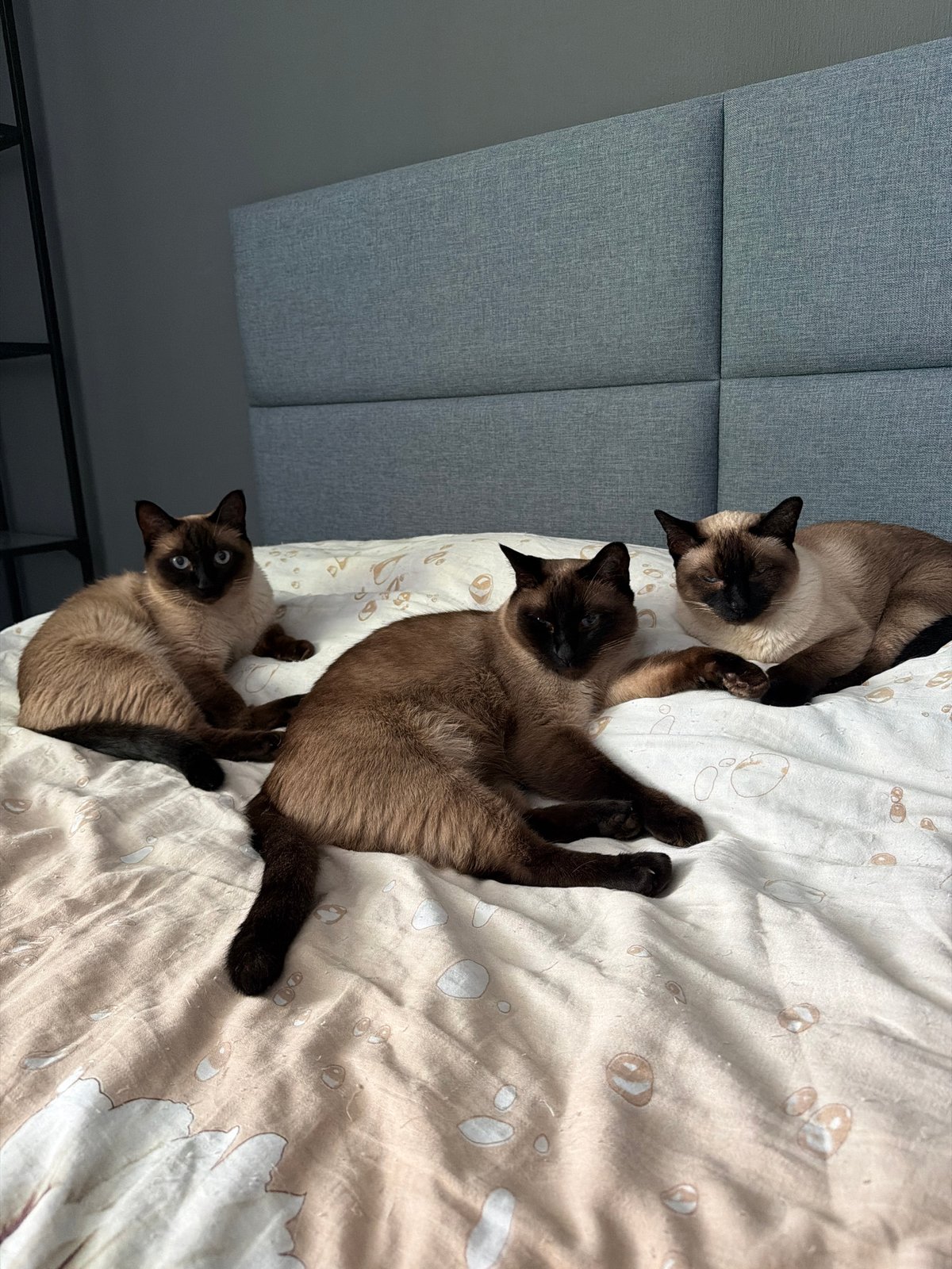 Saint Petersburg resident shares morning with Siamese cats, city views