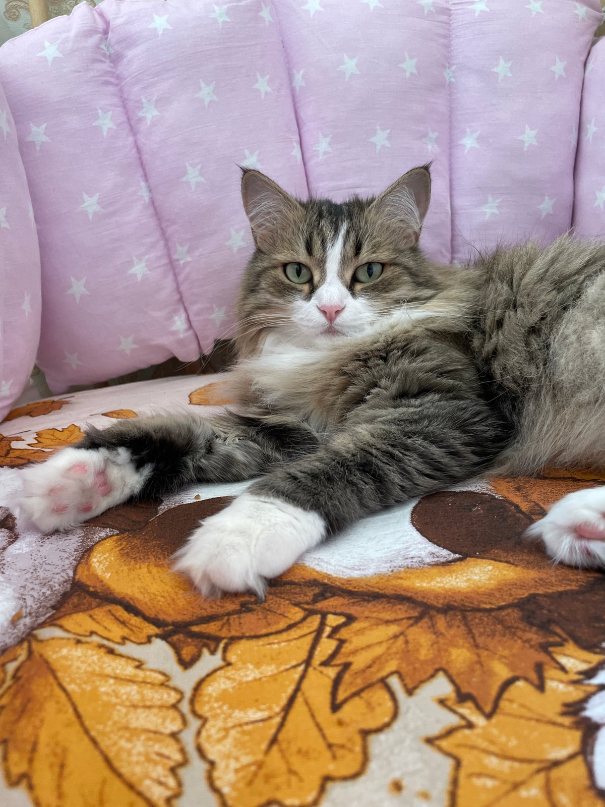 Cat portrait and dramatic weather captured in Izhevsk