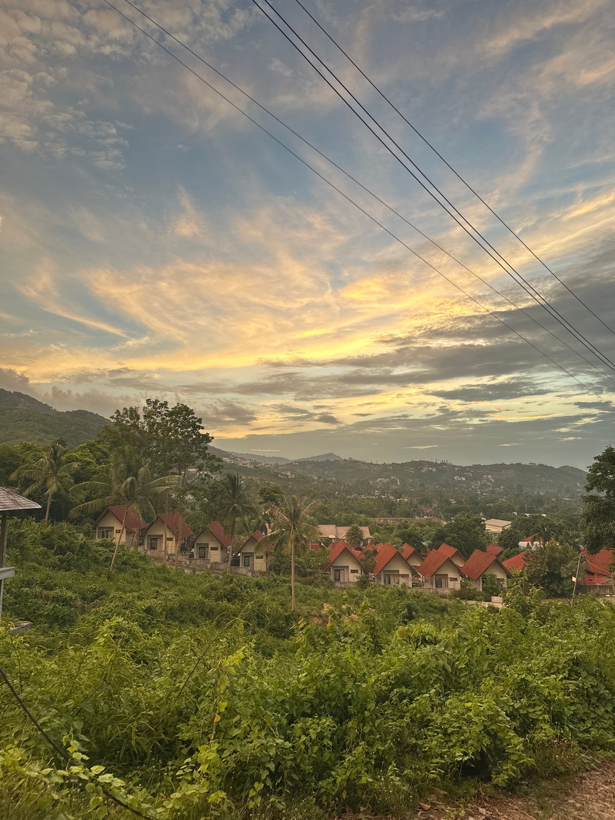 Geckos, golden blooms, and Ko Samui morning scenes