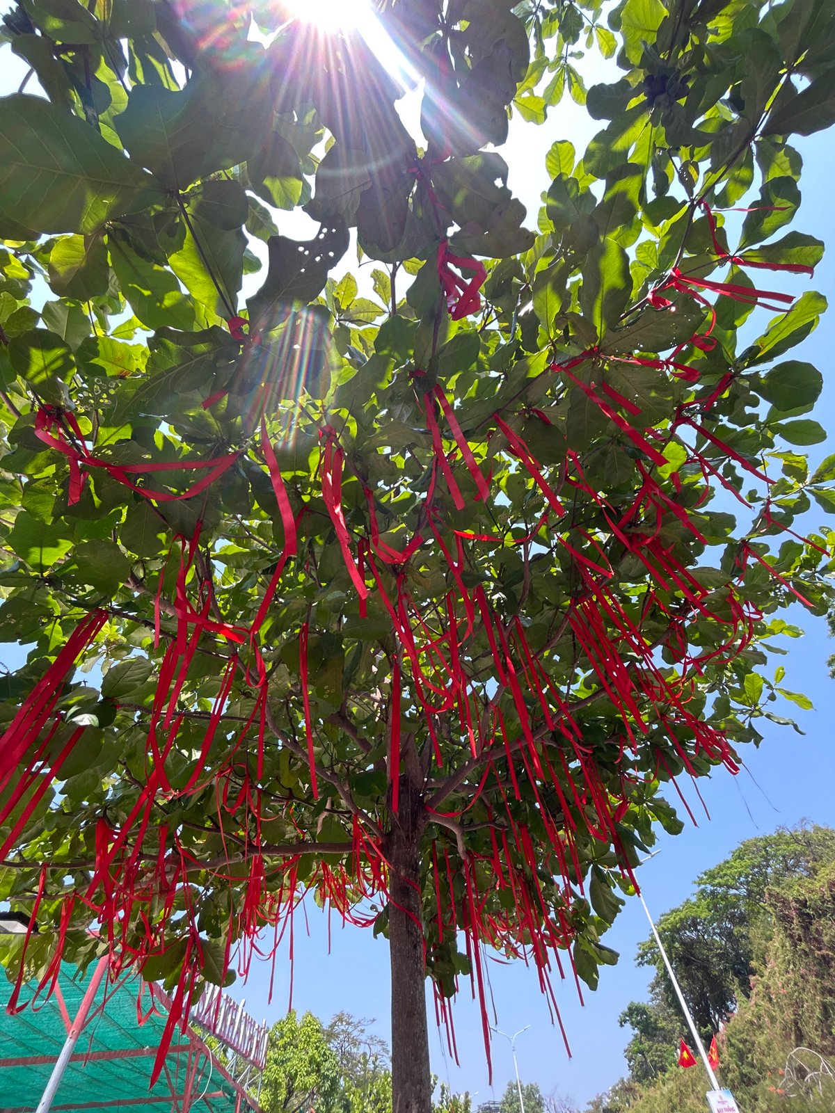 Early morning scenes captured in Bắc Nha Trang: decorated tree, roadside repairs