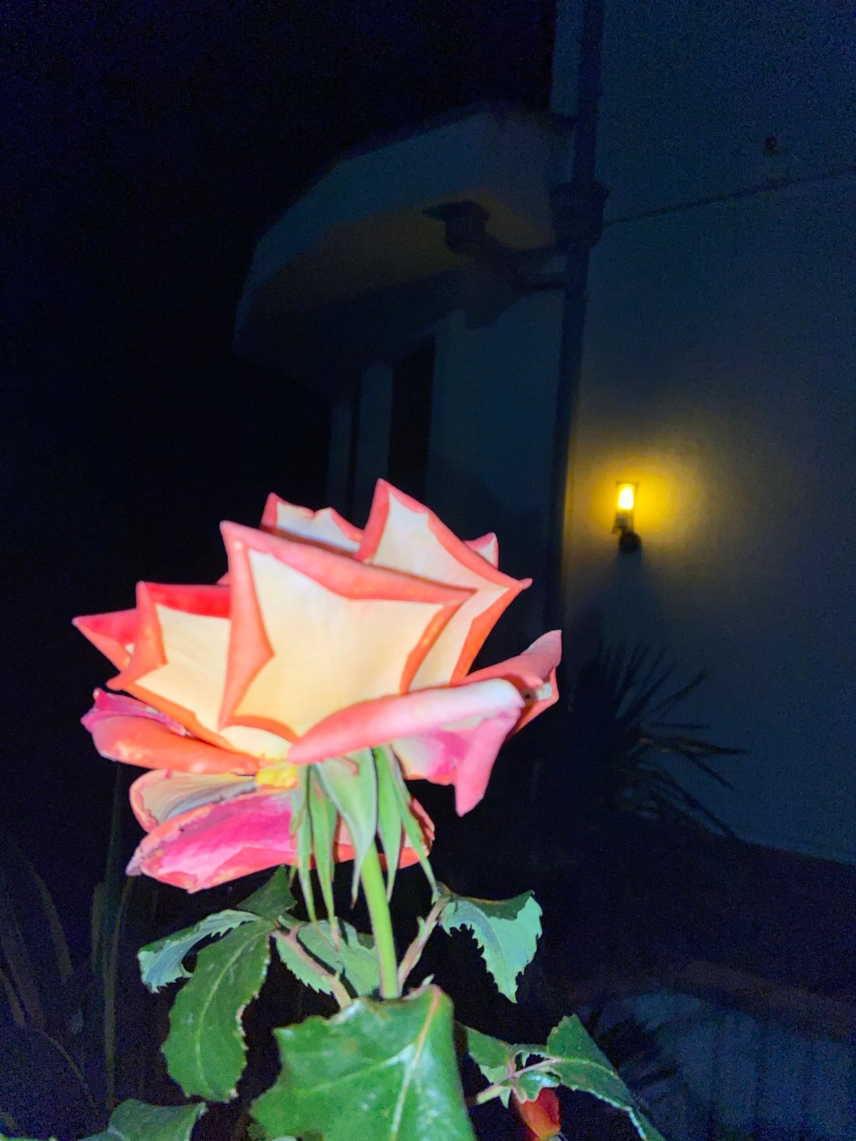 Rose photographed at night in Šušanj, Montenegro