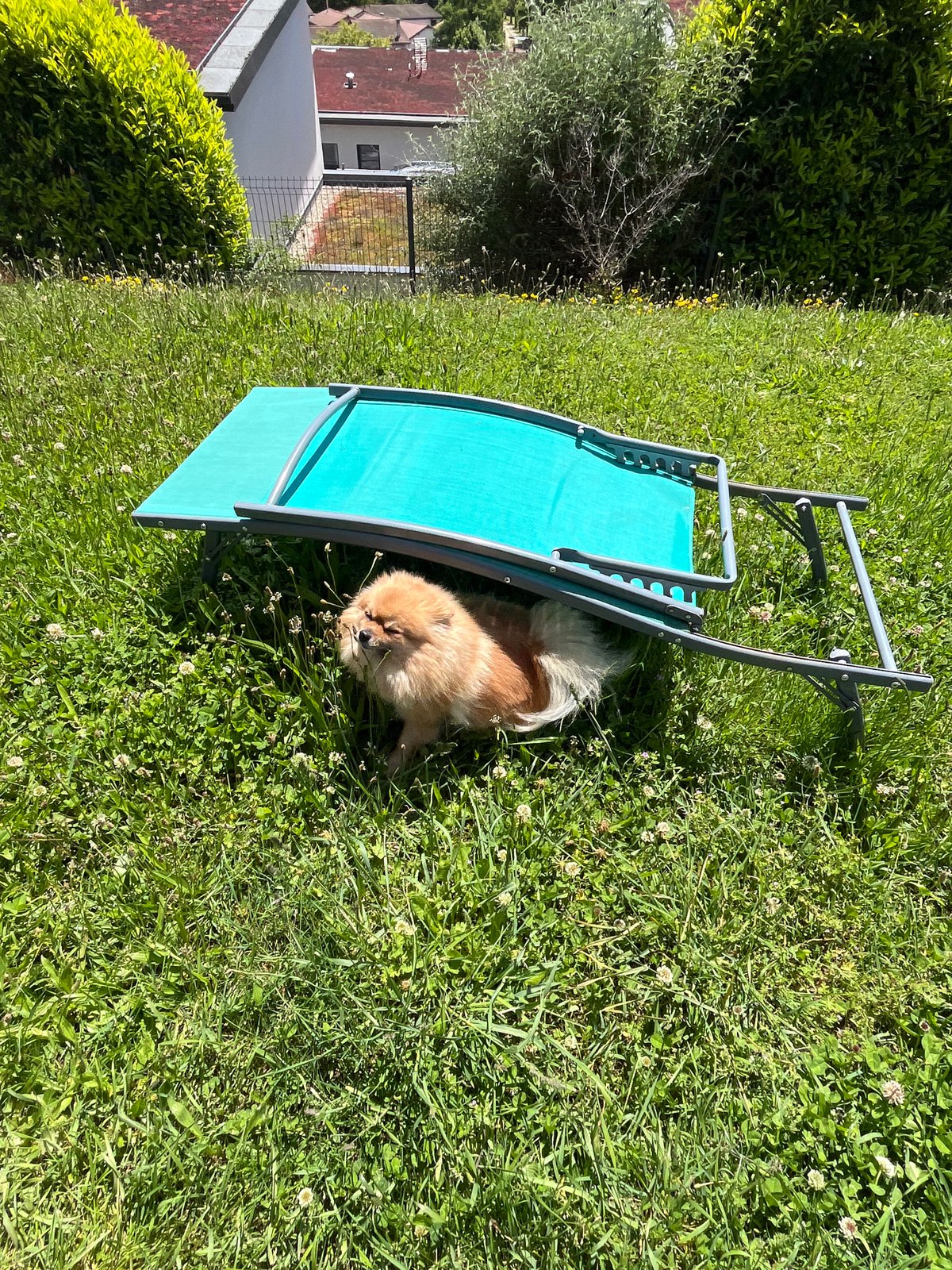 Dog finds shade under lawn chair in French village