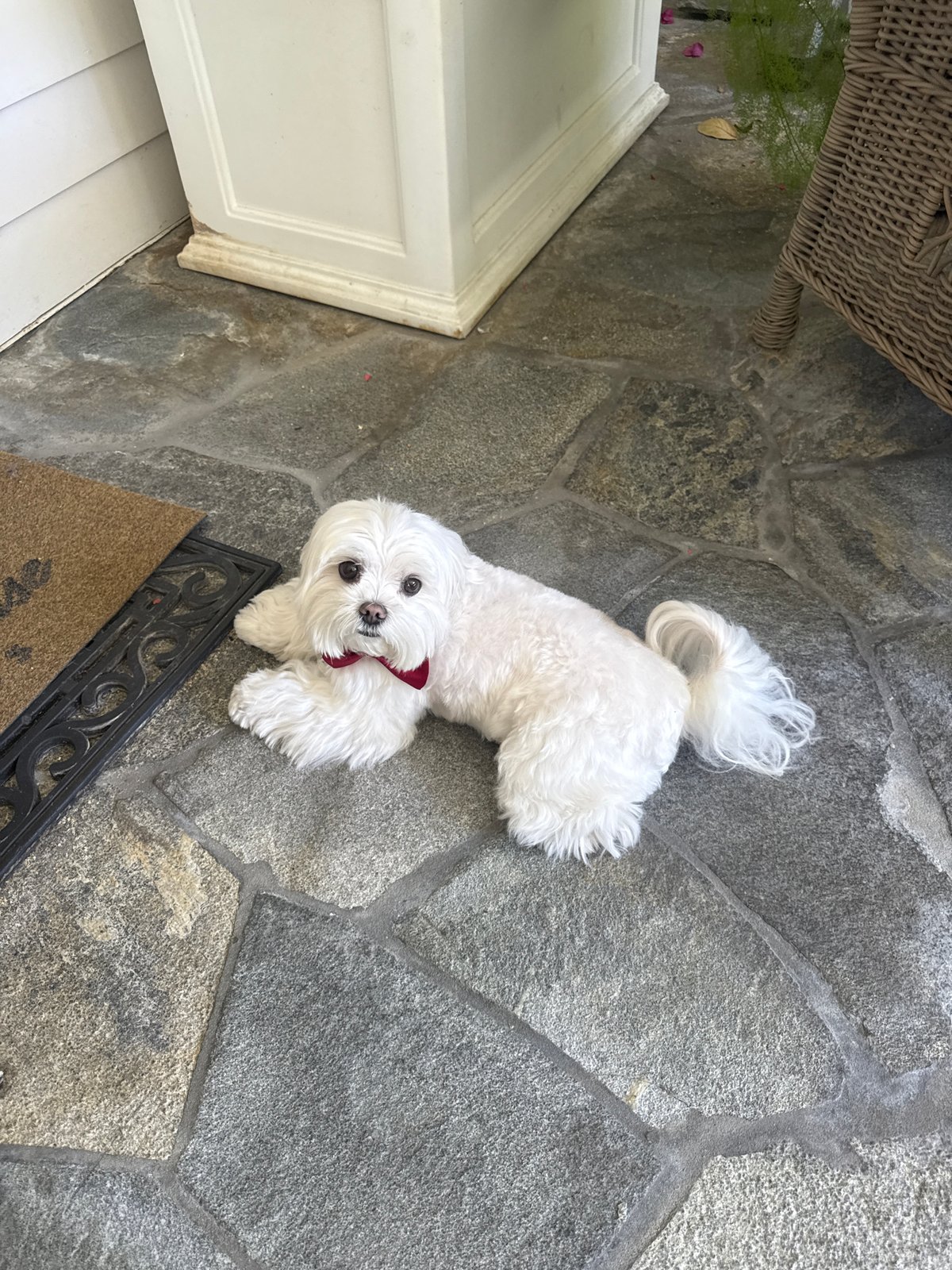 Maltese dog in red bow tie photographed in LA backyard