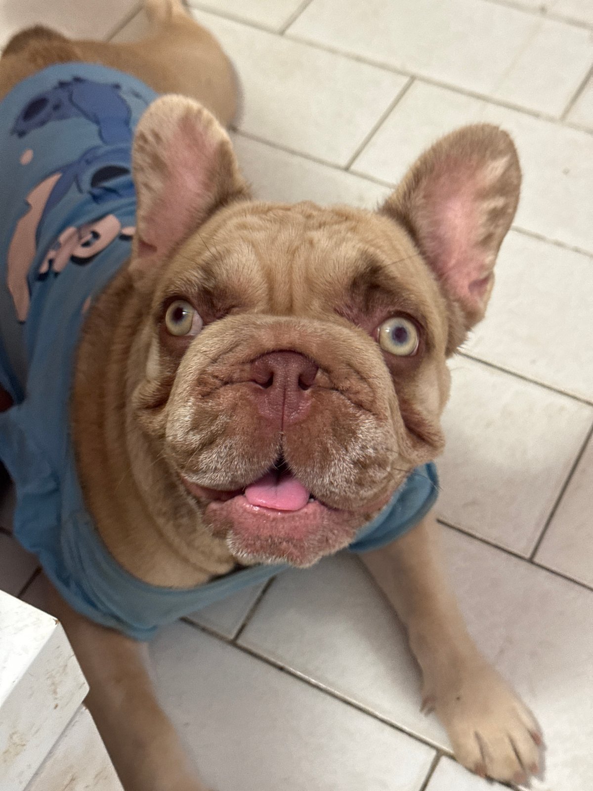 French Bulldogs in cartoon tees lounging around an Italian home