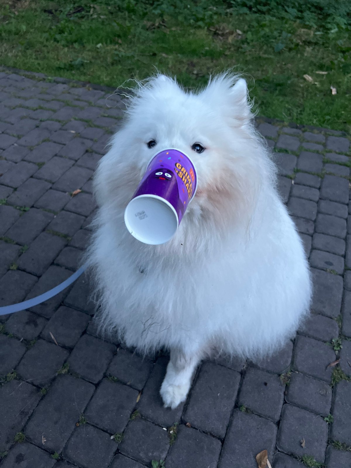 Samoyed poses with a cartoon cup on a Lviv walkway