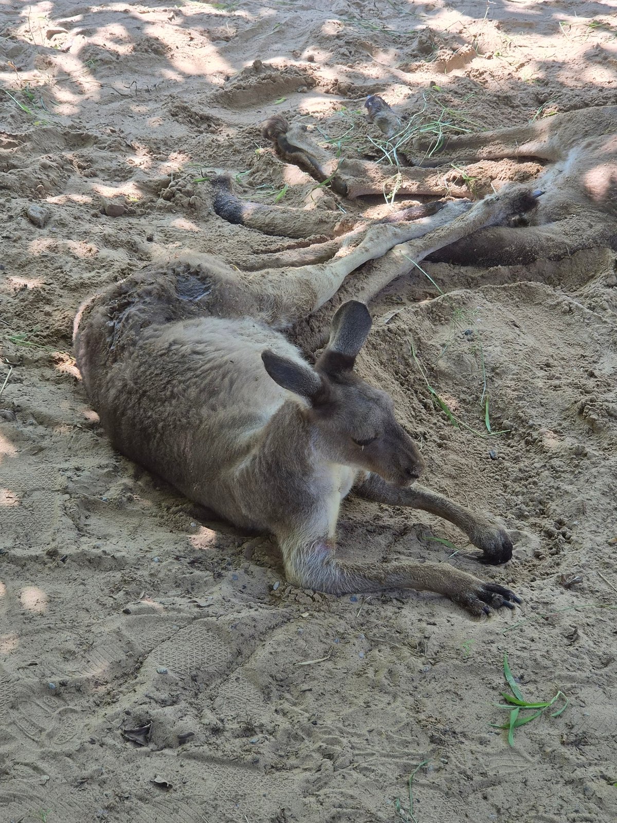 Kangaroos resting and roaming a sandy zoo enclosure in Qinhuangdao