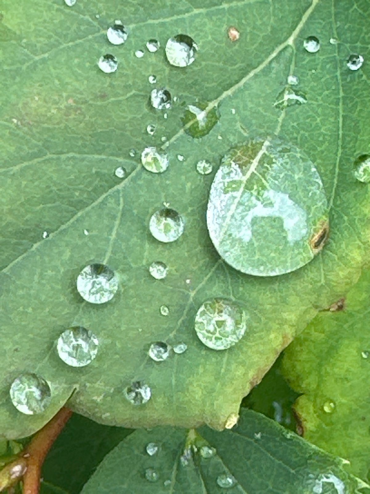 Macro nature details — dewy leaf and fuchsia flower in Vilnius