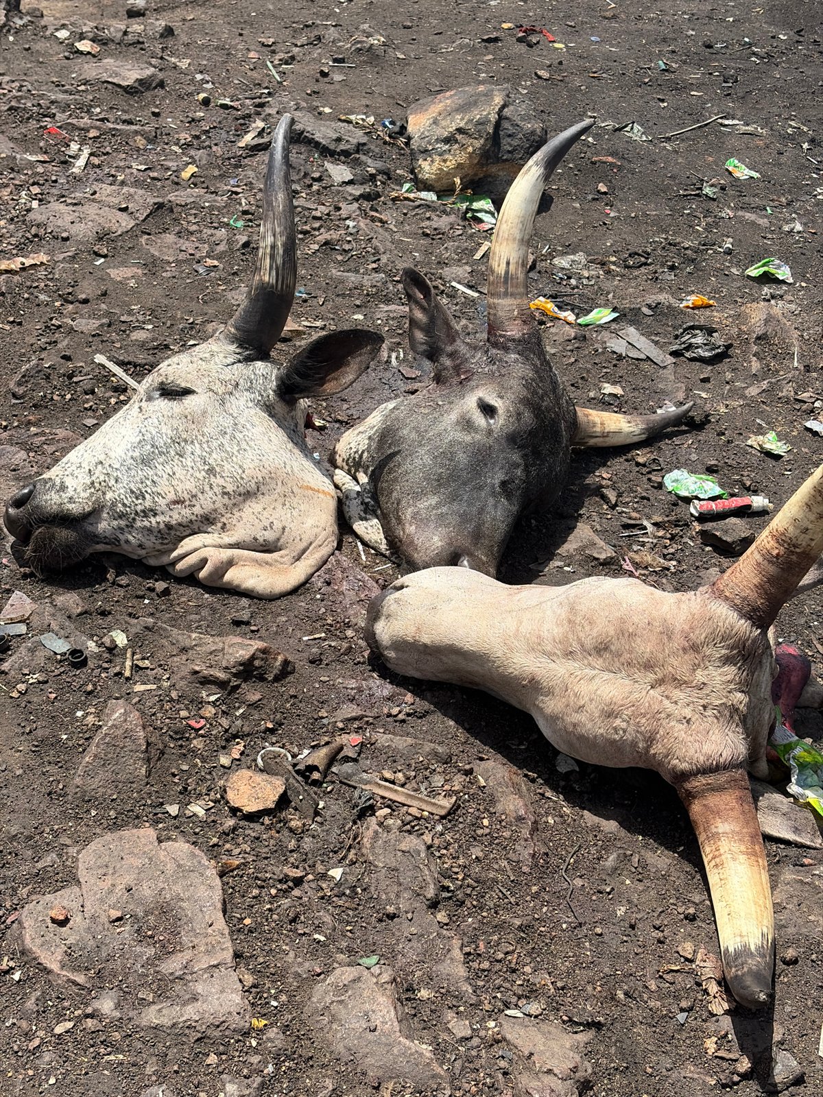 Animal slaughter and waste burning documented in Jos Nigeria