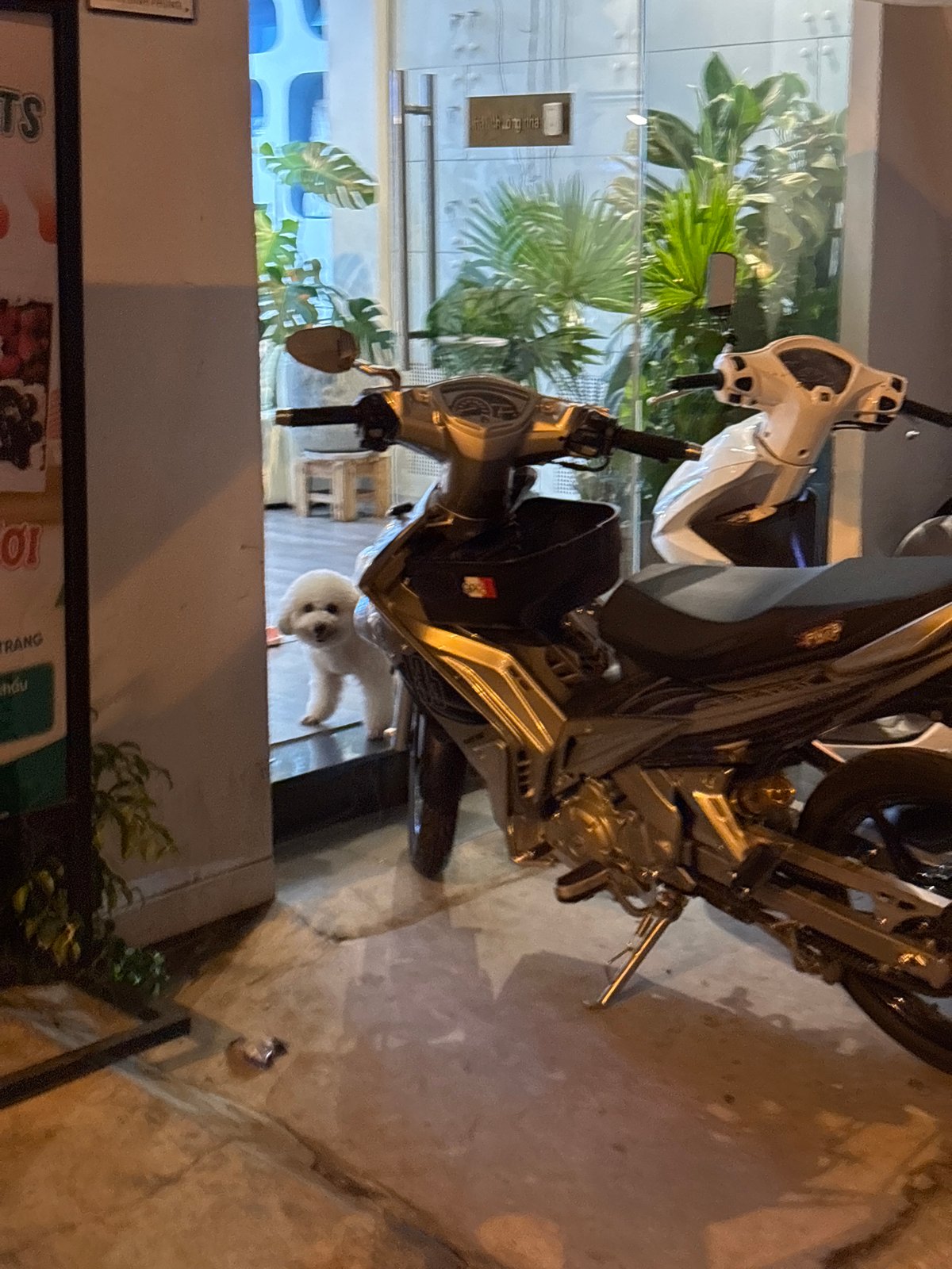 Late-night street life in Nha Trang, dogs and all