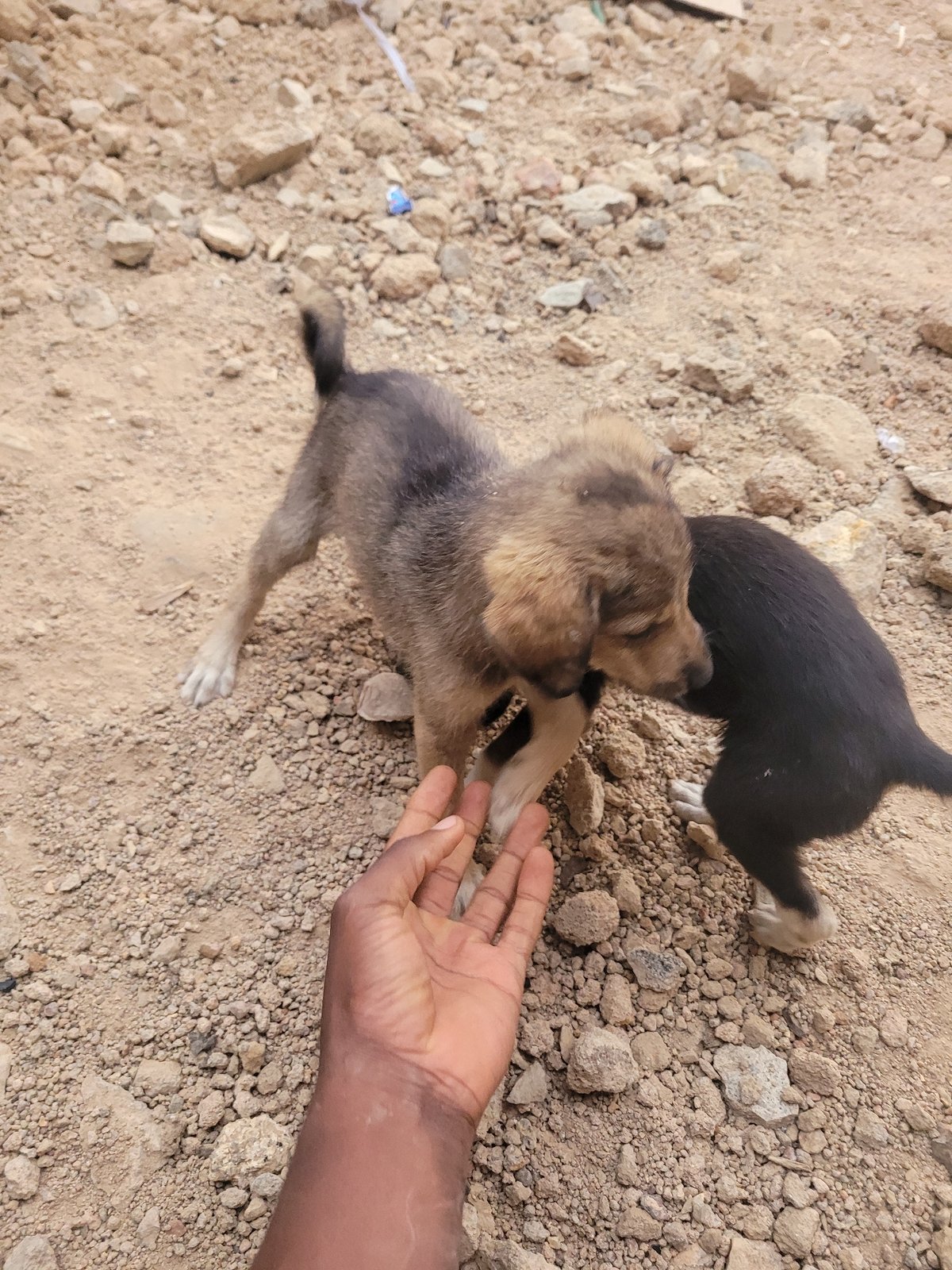 Puppies play with humans in Barakin Akawo, Nigeria