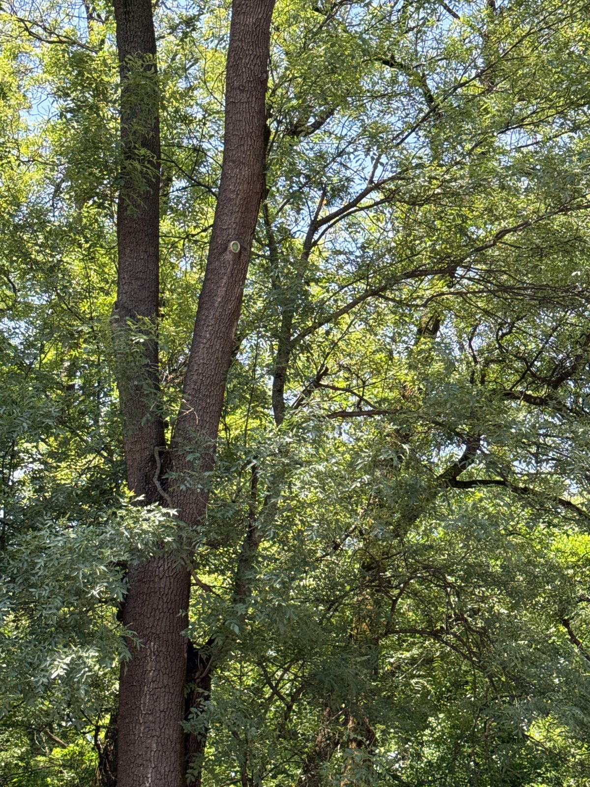 Ordinary morning moments captured across Sofia streets and trees