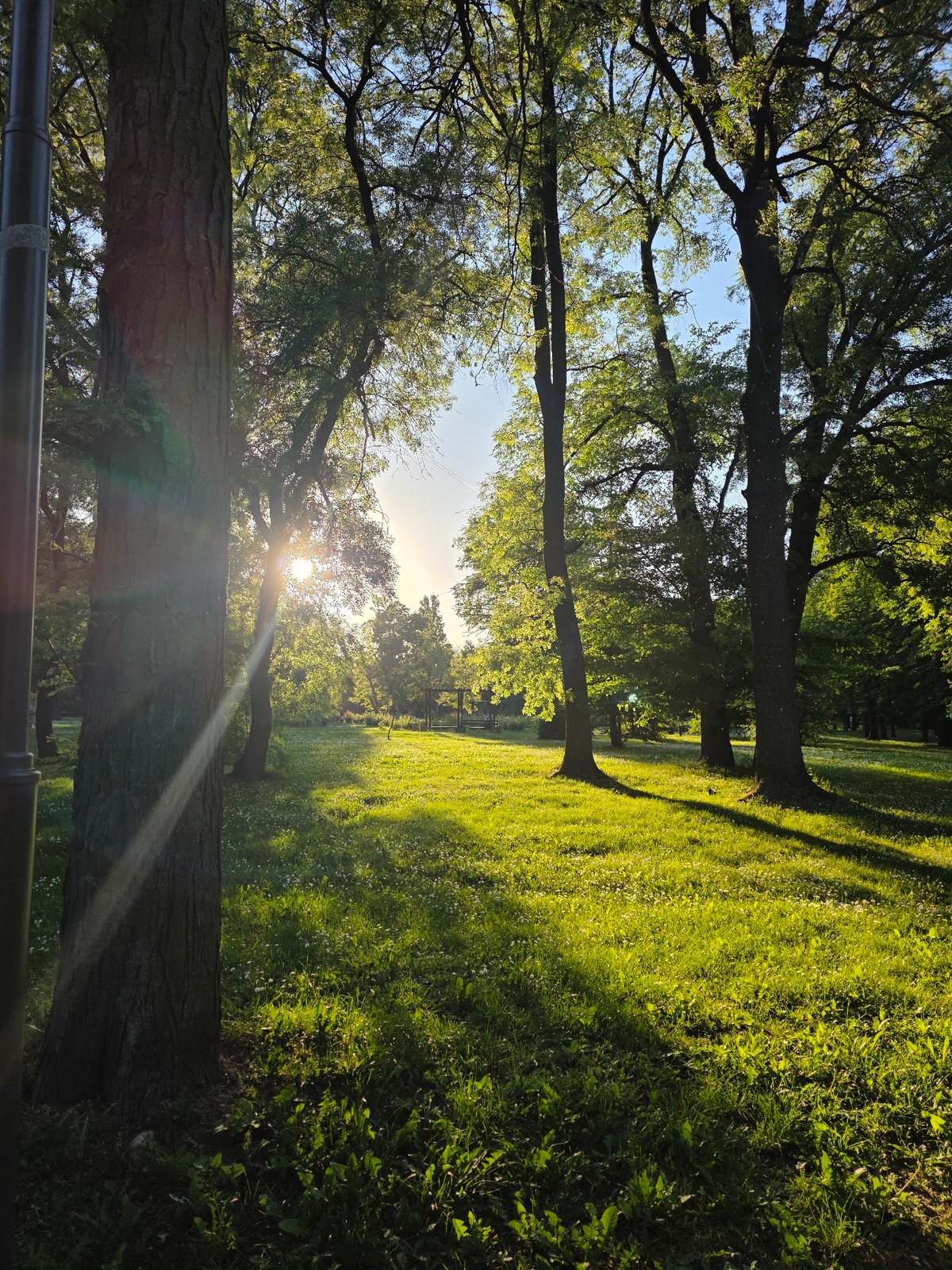 Sunlight filters through tree canopy in Sofia park