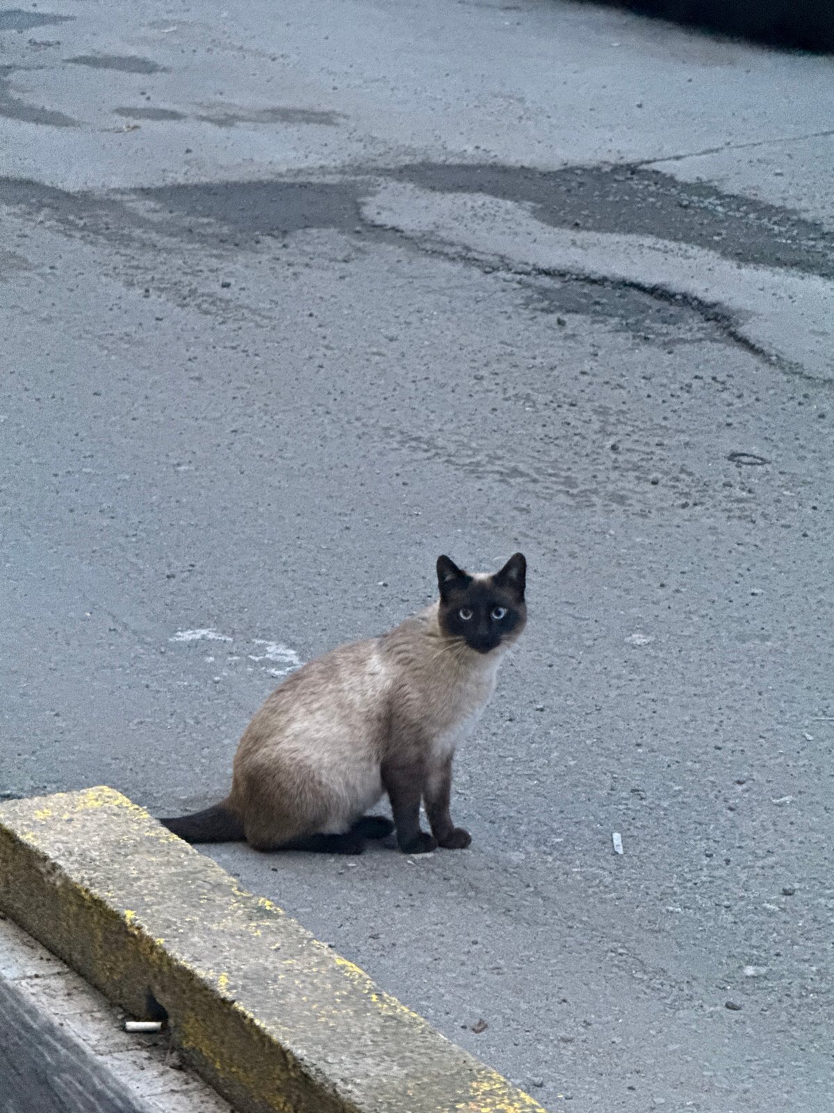 Siamese cat spotted navigating streets in Burgas, Bulgaria