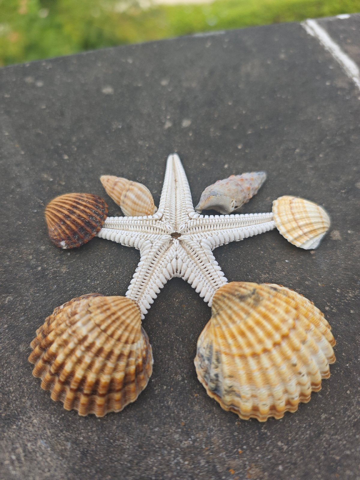 Starfish and shells arranged on a stone surface in southern Spain