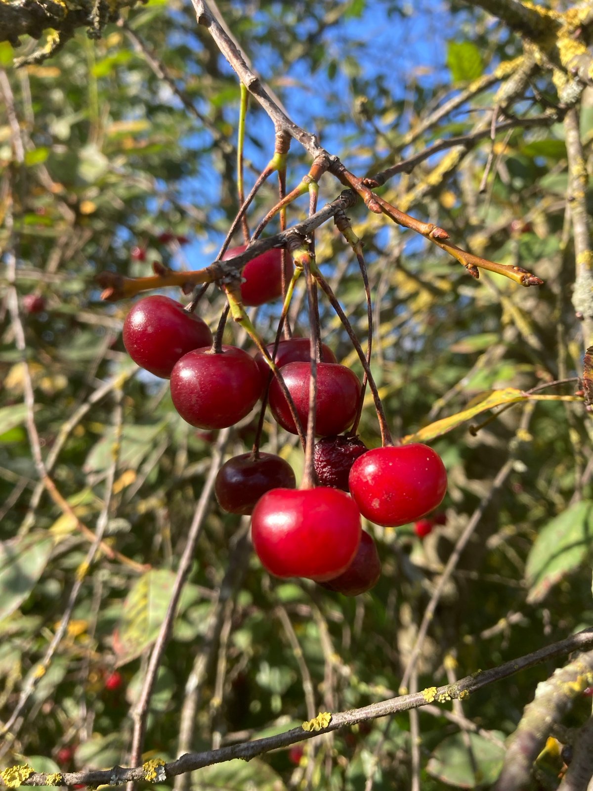 Ripe cherries on the branch in rural Belarus