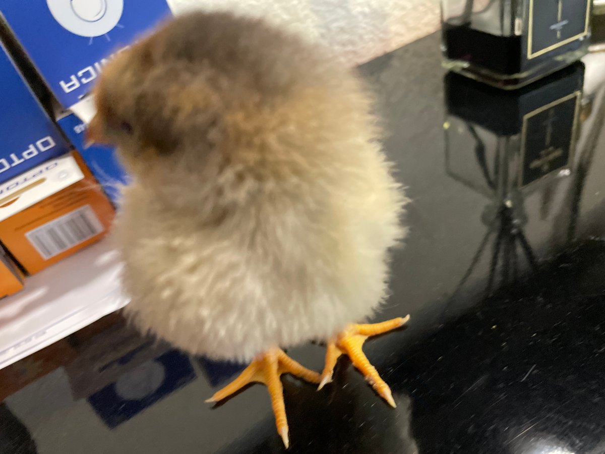 Chick spotted on desk amid LED bulbs in Zlatograd